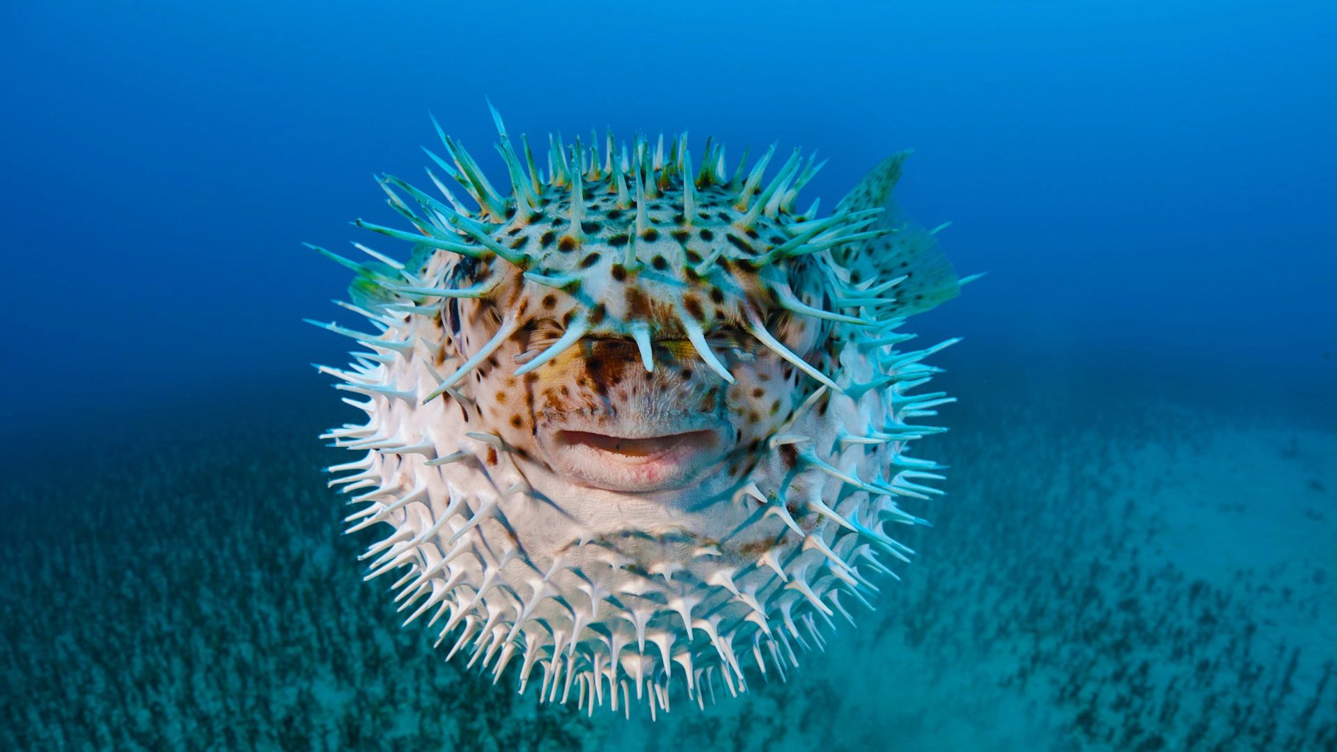 Wallpaper Puffer fish, front view 1920x1080 Full HD 2K Picture, Image