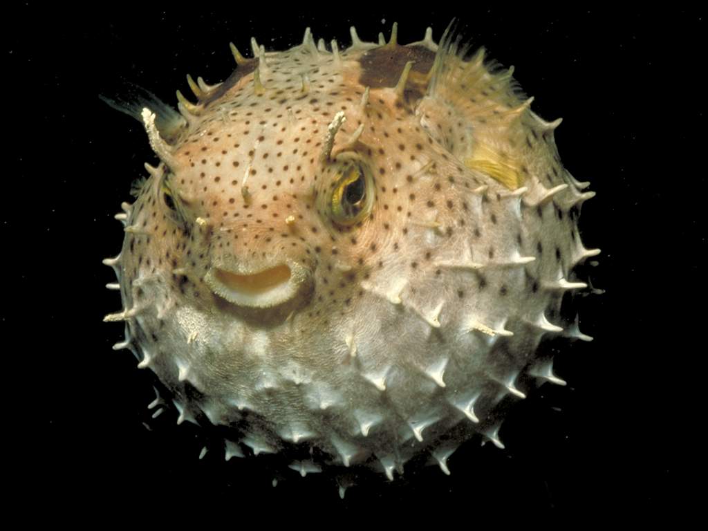 Floating in clear seawater puffer fish with  Stock Illustration  97782384  PIXTA