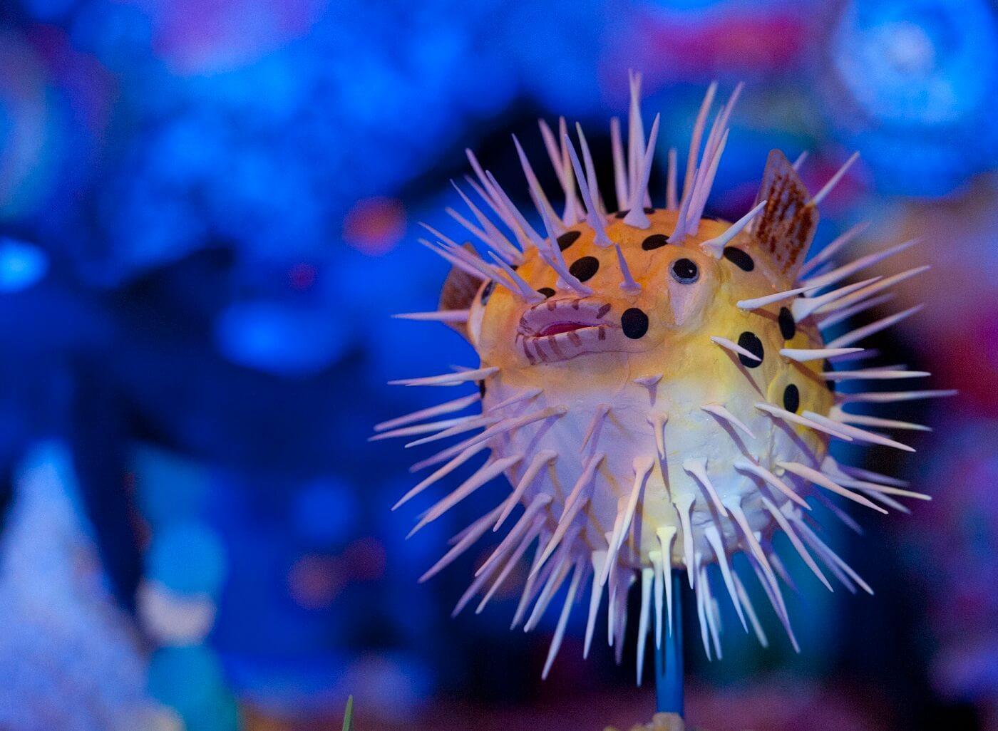 Pufferfish Wallpaper for Android