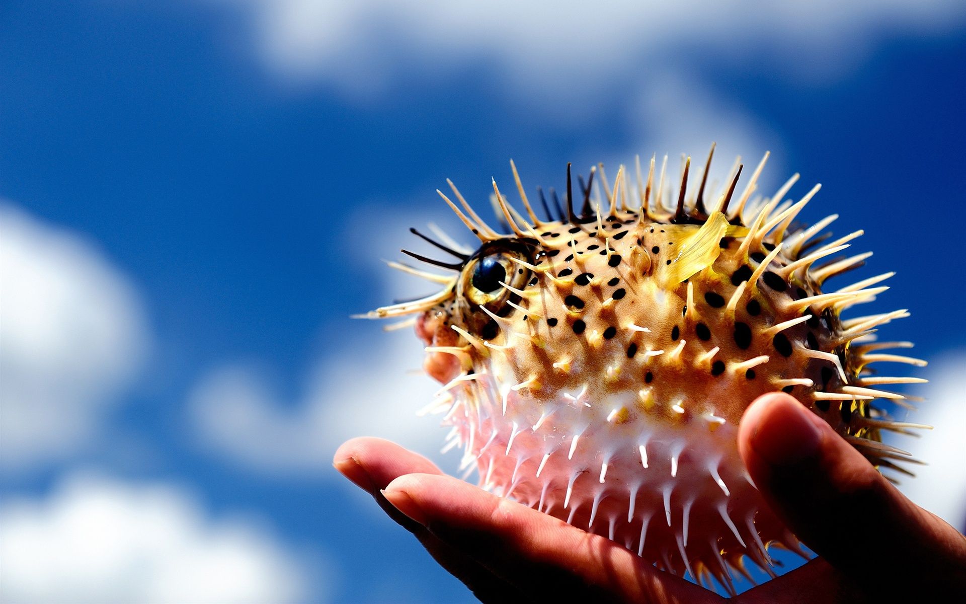 Wallpaper Puffer fish, ball, spikes, hand 1920x1200 HD Picture, Image