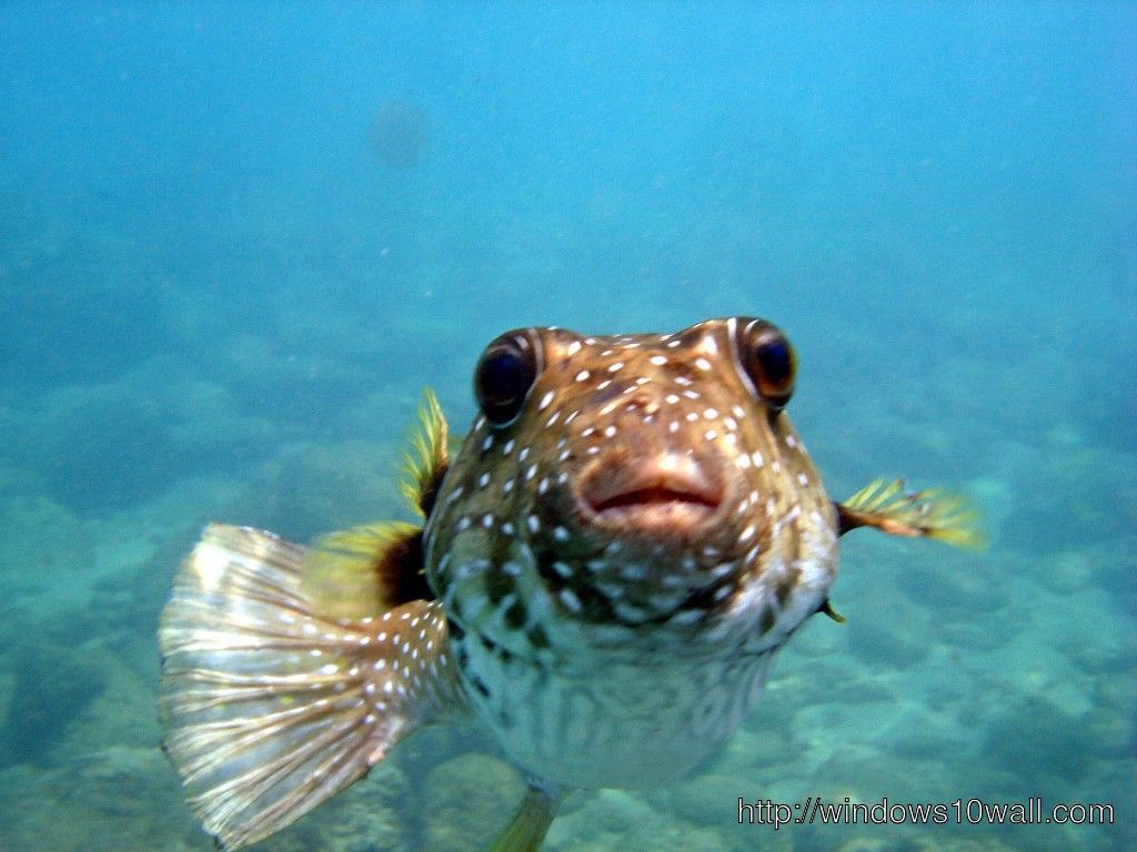 Pufferfish Wallpapers - Wallpaper Cave