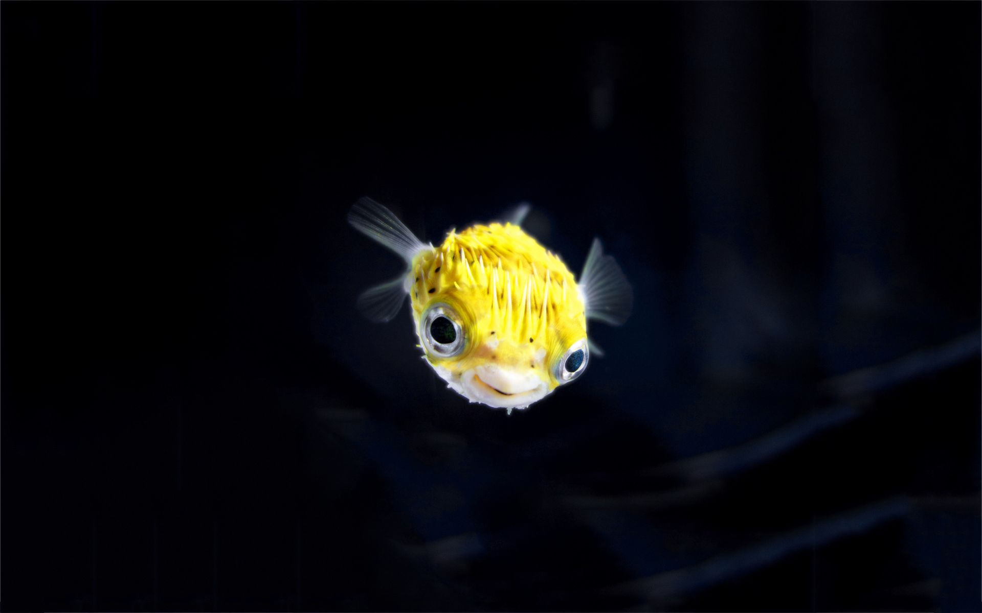 Yellow blowfish wallpaperx1200