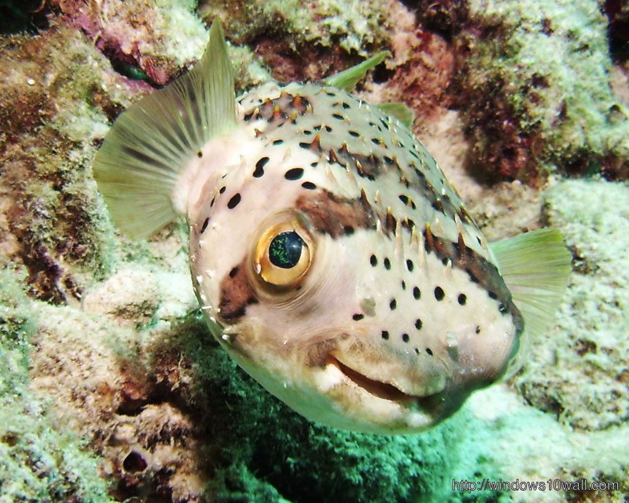 Puffer Fish HD Free Wallpaper 10 Wallpaper
