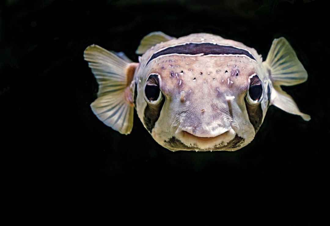 Puffer Fish Picture. Download Free Image