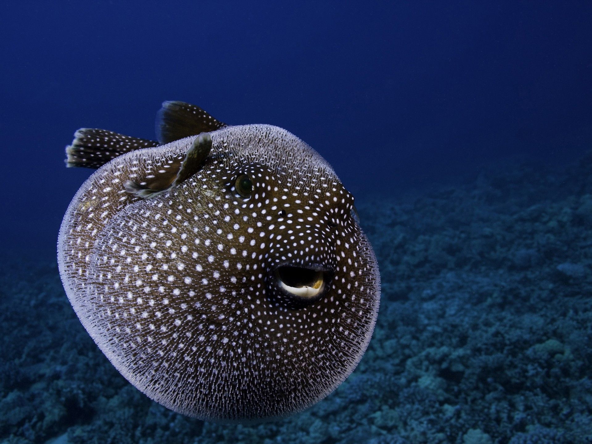Puffer Fish Wallpaper  HD Wallpapers of Puffer FishAmazoncomAppstore  for Android