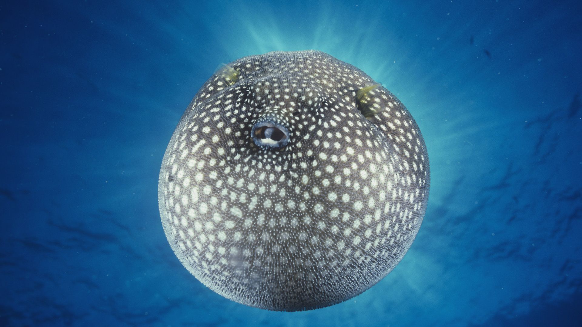 Pufferfish Wallpapers - Wallpaper Cave