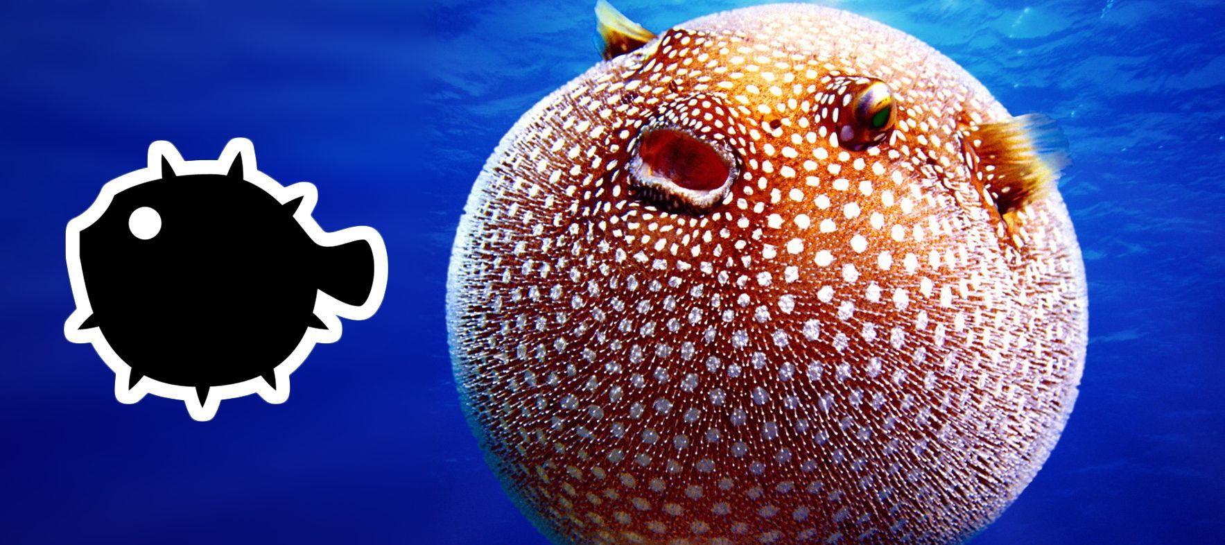 Pufferfish Wallpapers - Wallpaper Cave