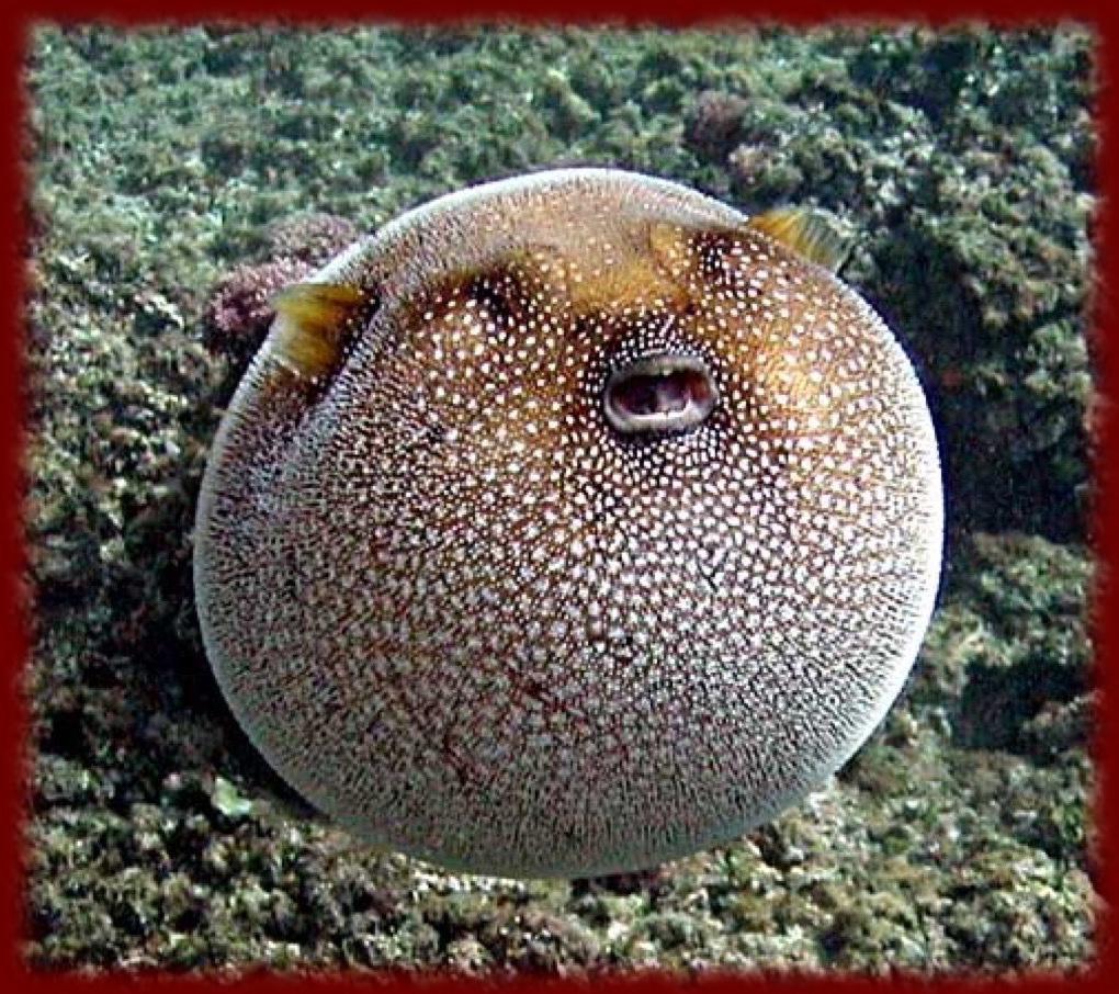Puffer Fish wallpaper for Android