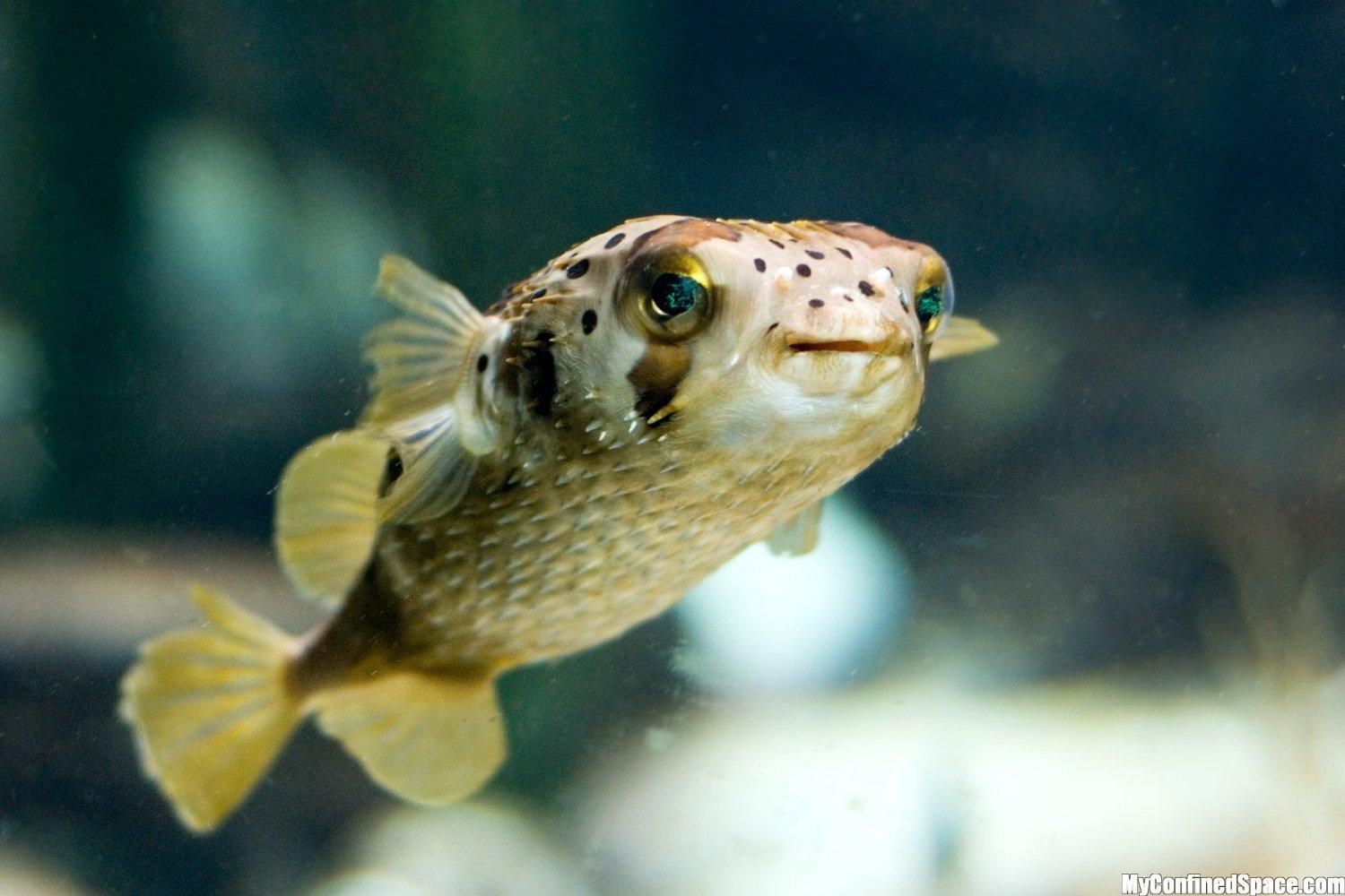 Cute Puffer Fish Wallpaper