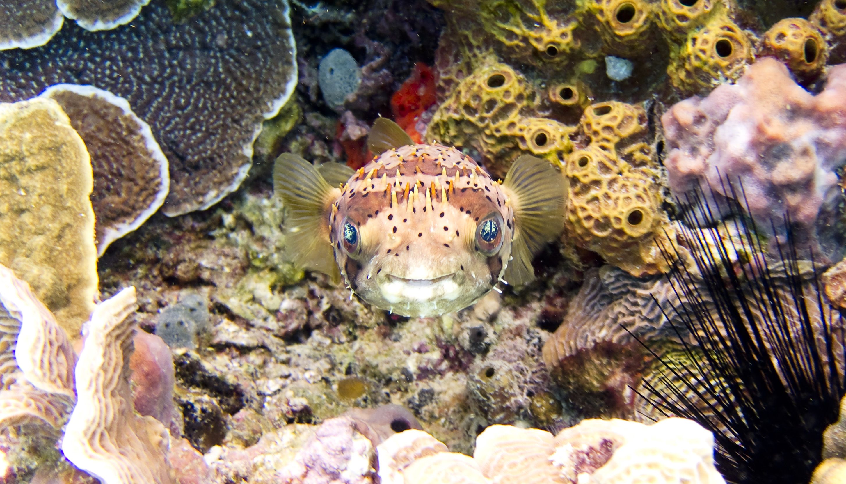 Pufferfish Picture. Download Free Image