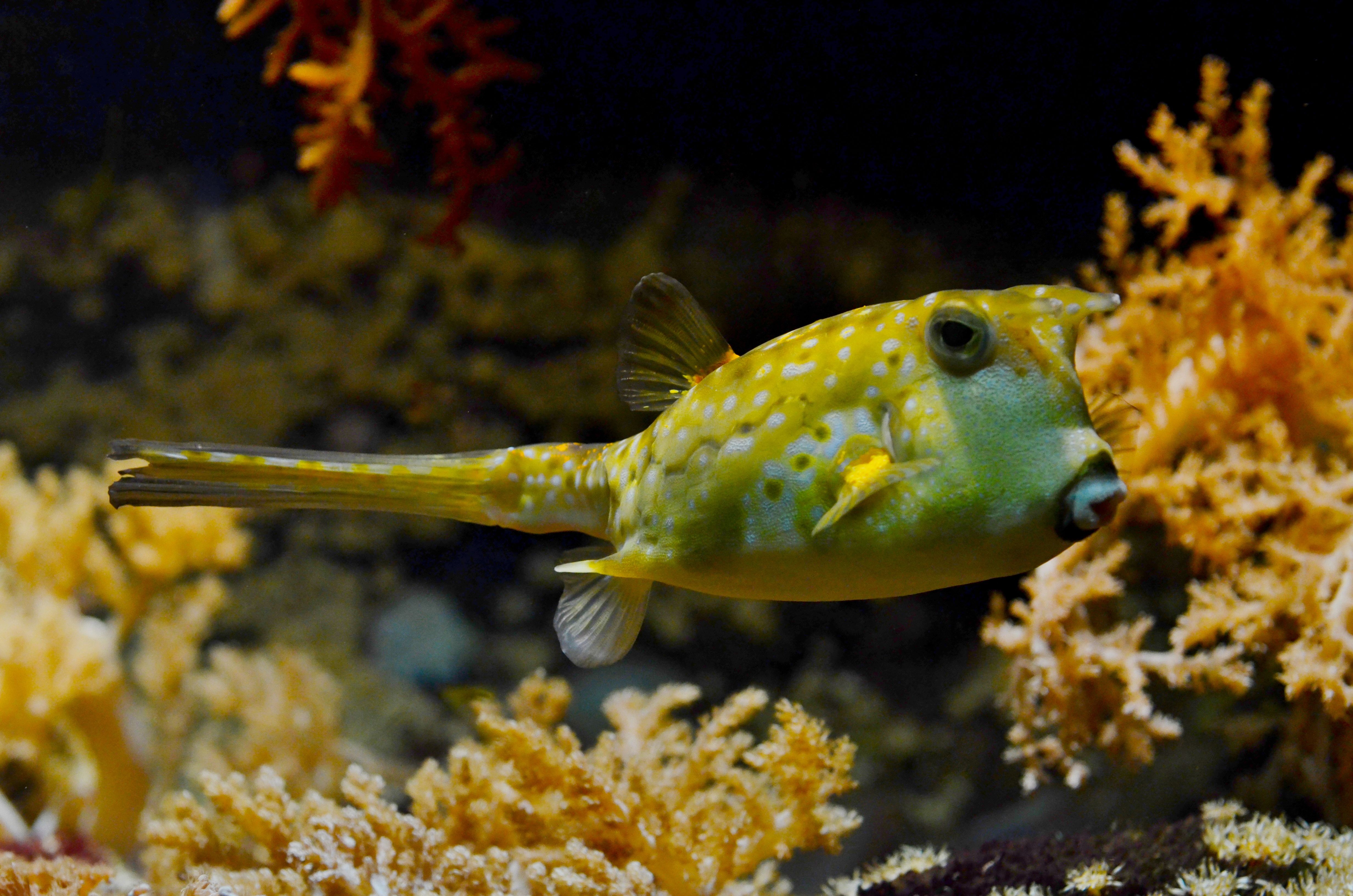 Yellow and White Puffer Fish · Free