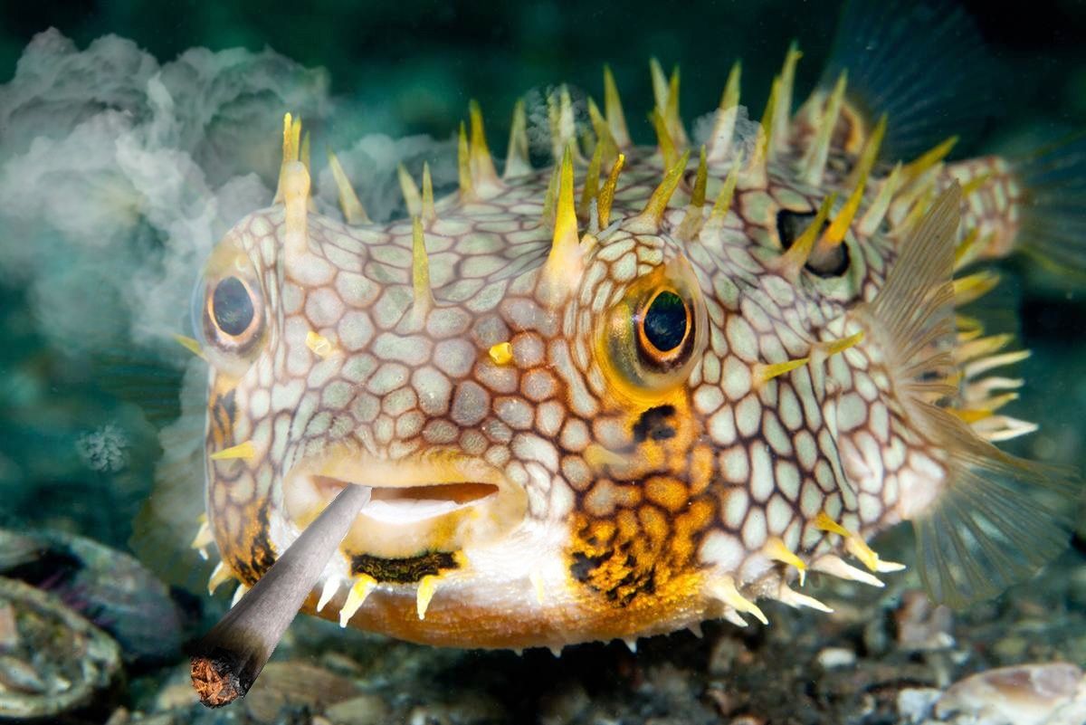 Pufferfish Wallpapers - Wallpaper Cave