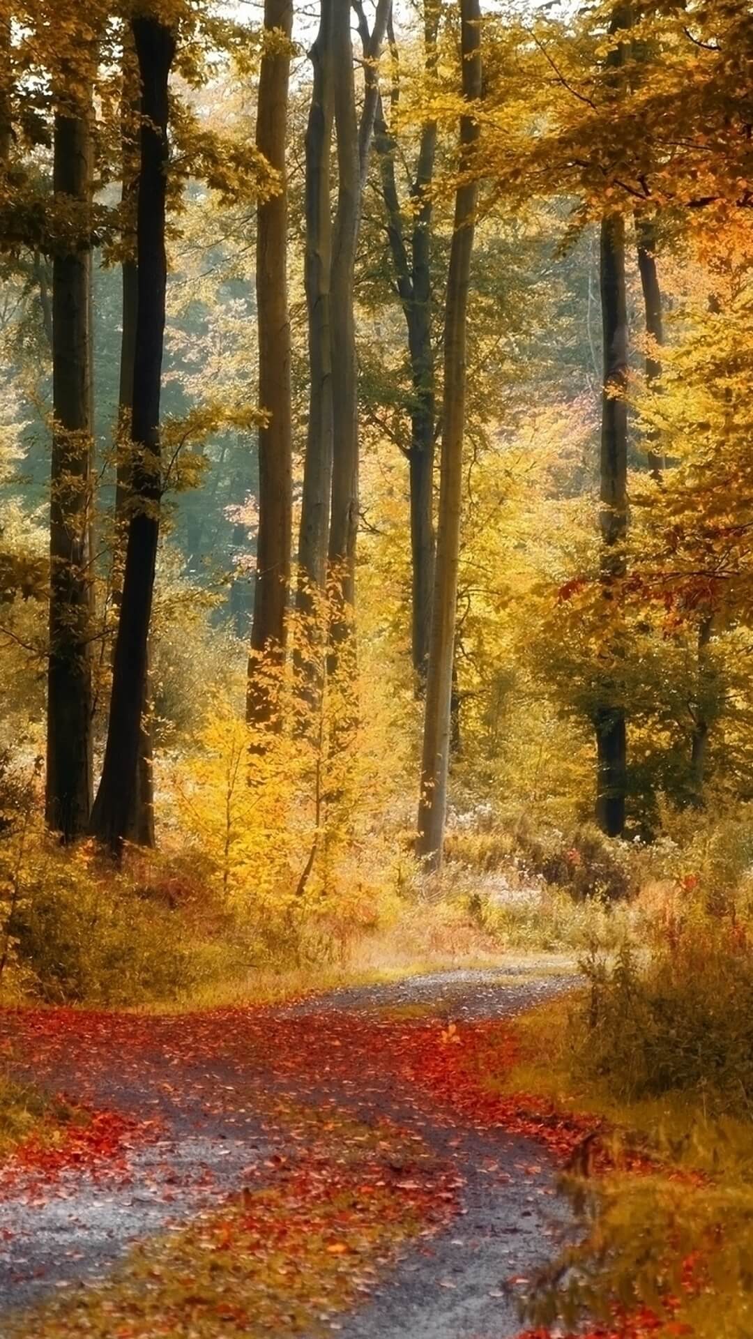 Fall iPhone Wallpapers