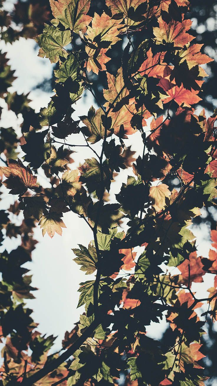 8 Free Autumn Inspired iPhone 7 Plus Wallpapers