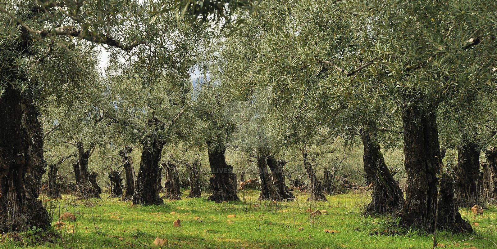 Free download Olive Tree Orchard by EveLivesey [1600x803]