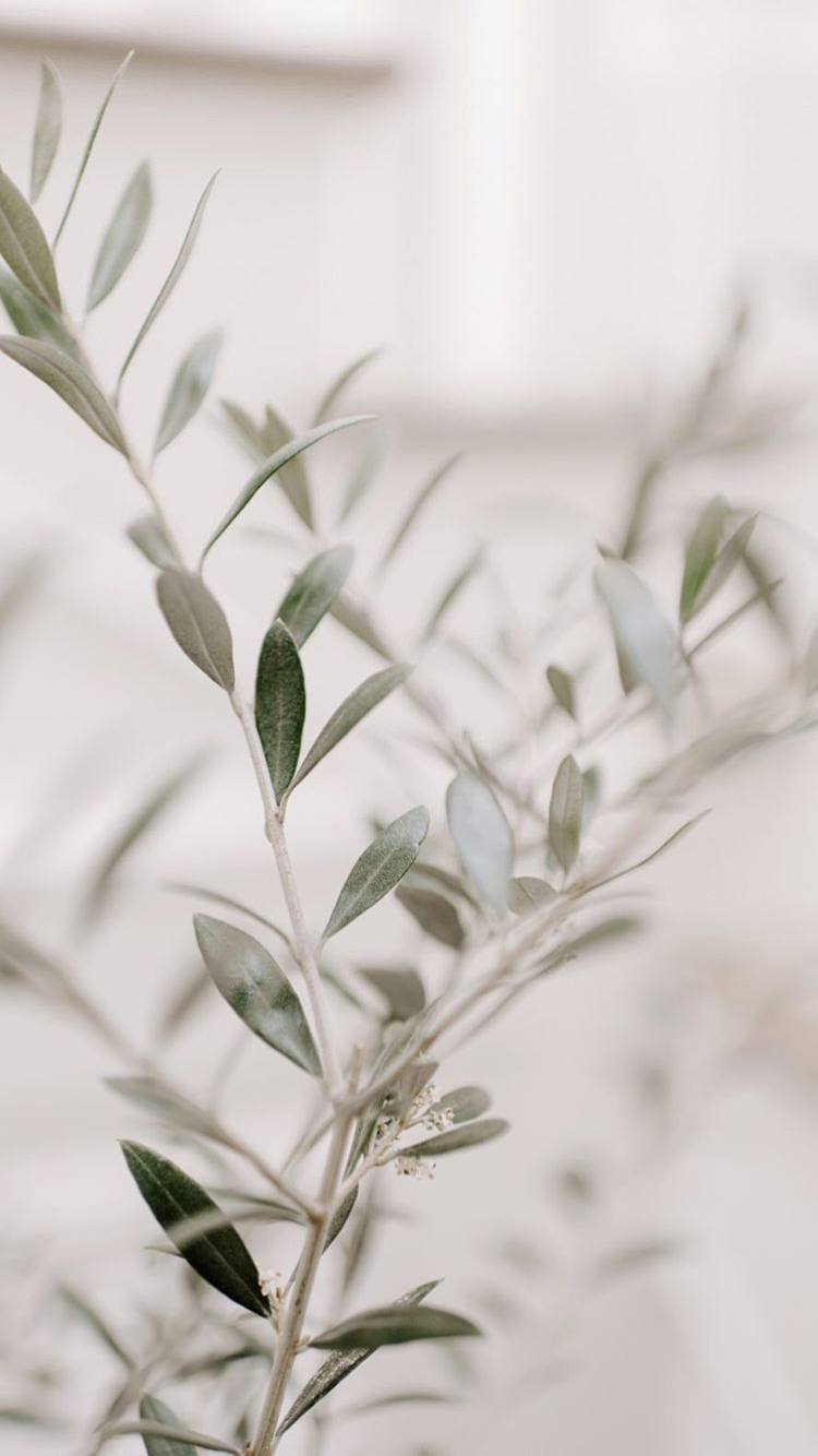 Olive Branch. wallpaper, phone wallpaper, , wedding