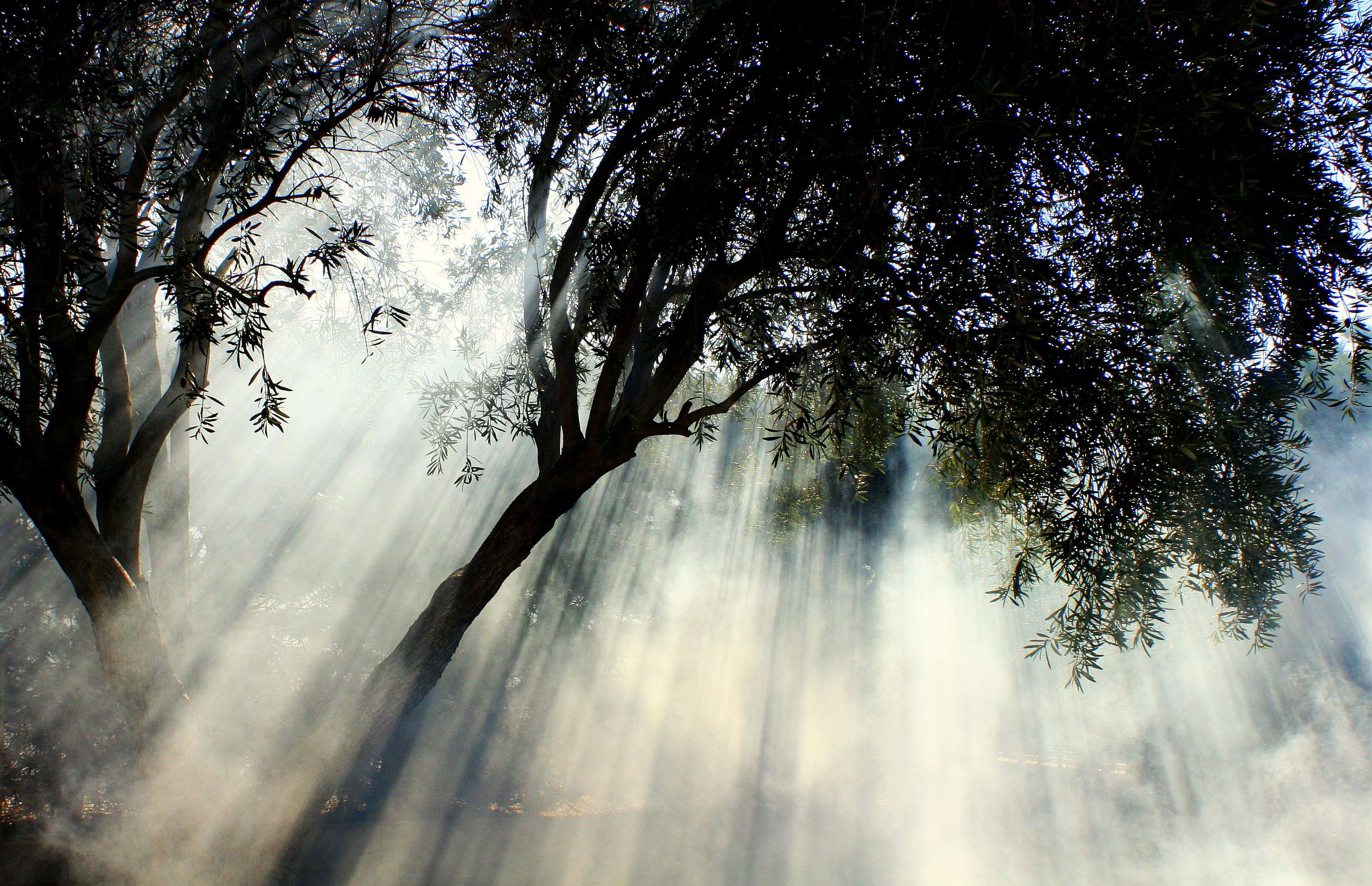 The most beautiful wallpaper of olive trees