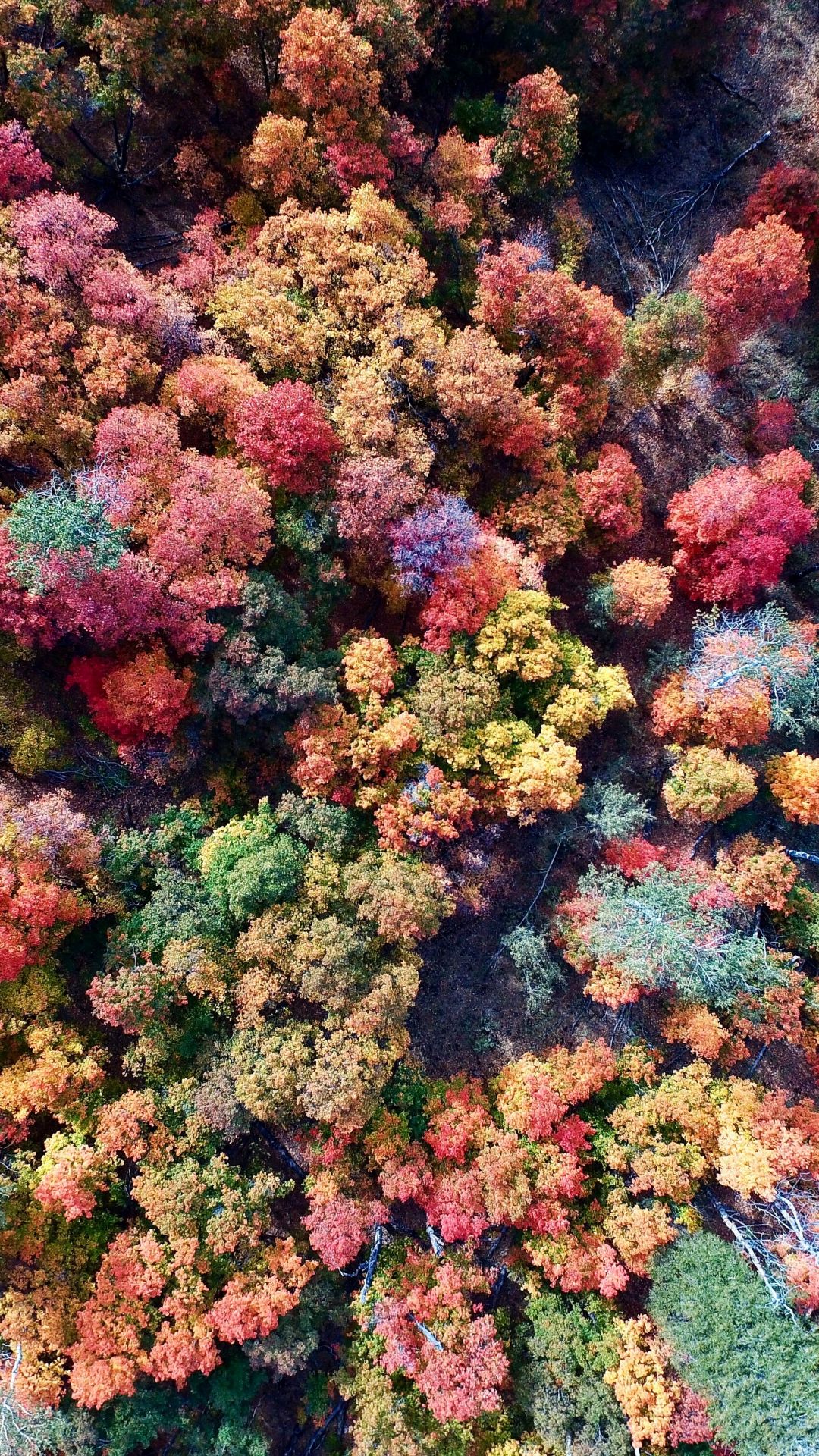 Colors of Fall iPhone Wallpapers