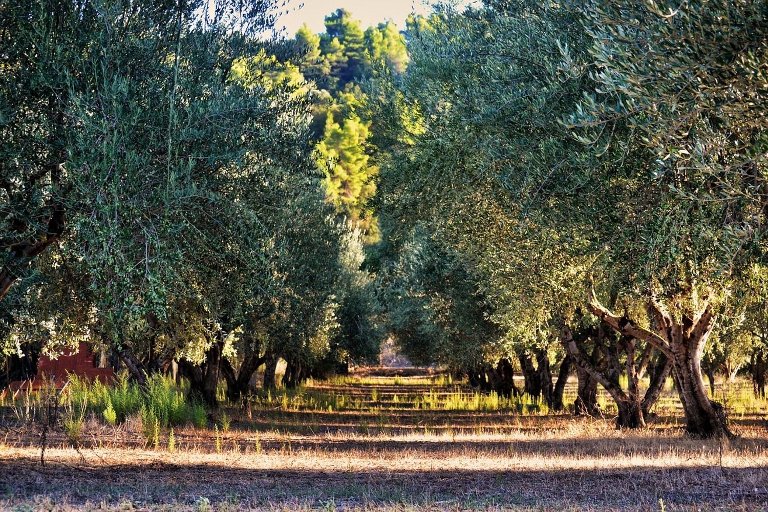 Photo Wallpaper Magnificent olive trees