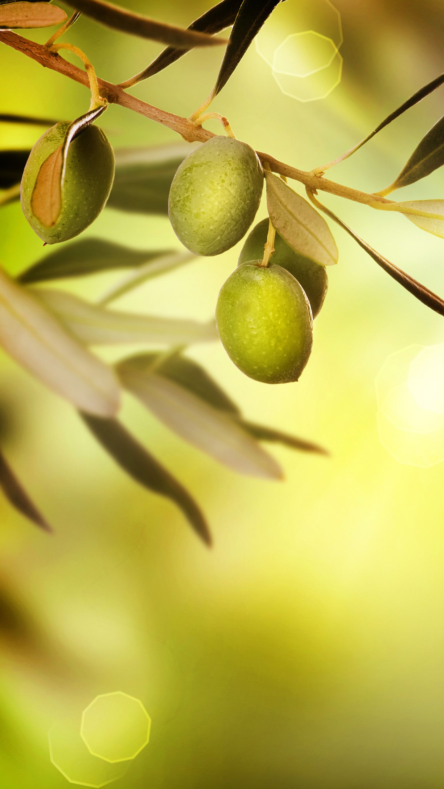 Olive Tree Wallpapers - Wallpaper Cave