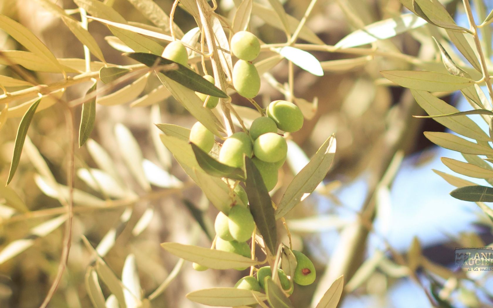 Olive Tree Wallpapers - Wallpaper Cave