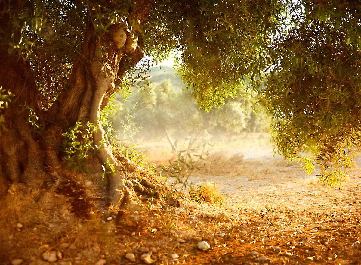 Wallpaper Mural Old Olive Tree