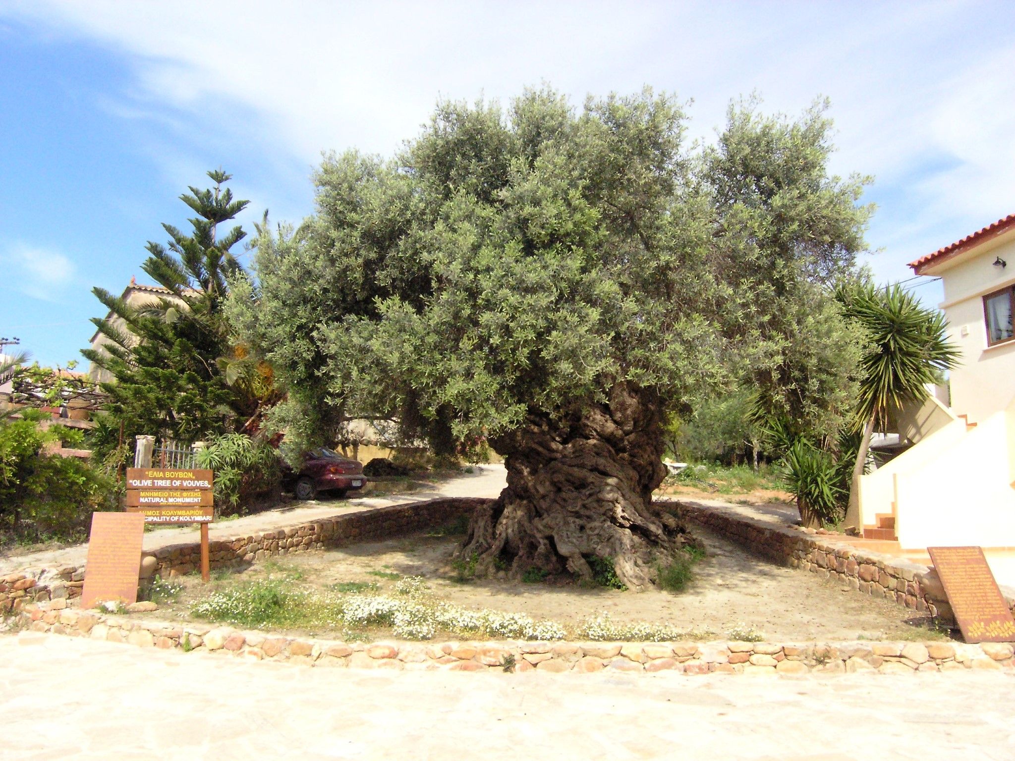 Olive Tree Wallpapers