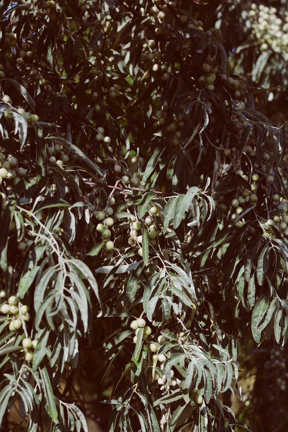 Olive Tree Picture. Download Free Image