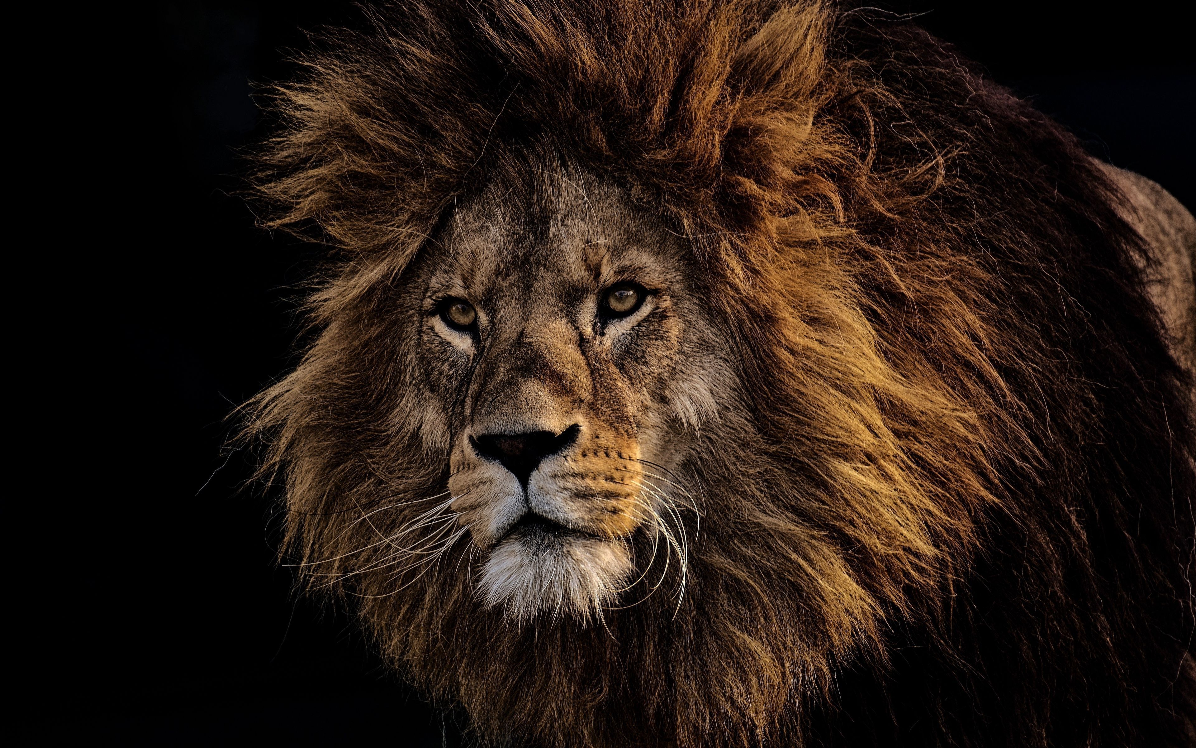 Lion 4K Ultra HD Wallpapers
