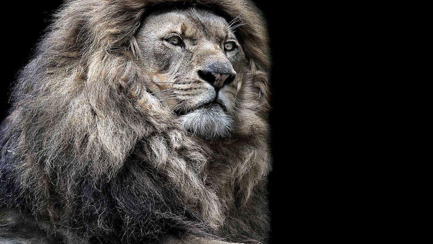 Lion Wallpapers Pictures HD Image Free Photos 4K for Android