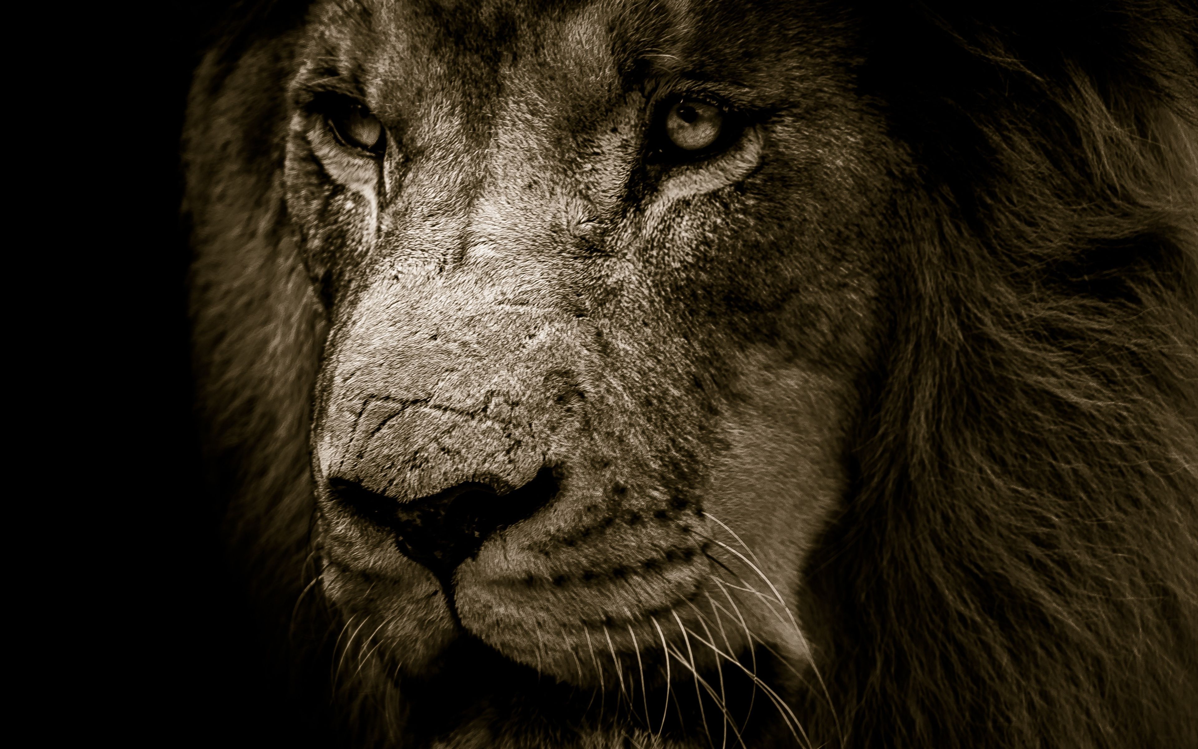 Wallpapers Lion posted by Sarah Tremblay