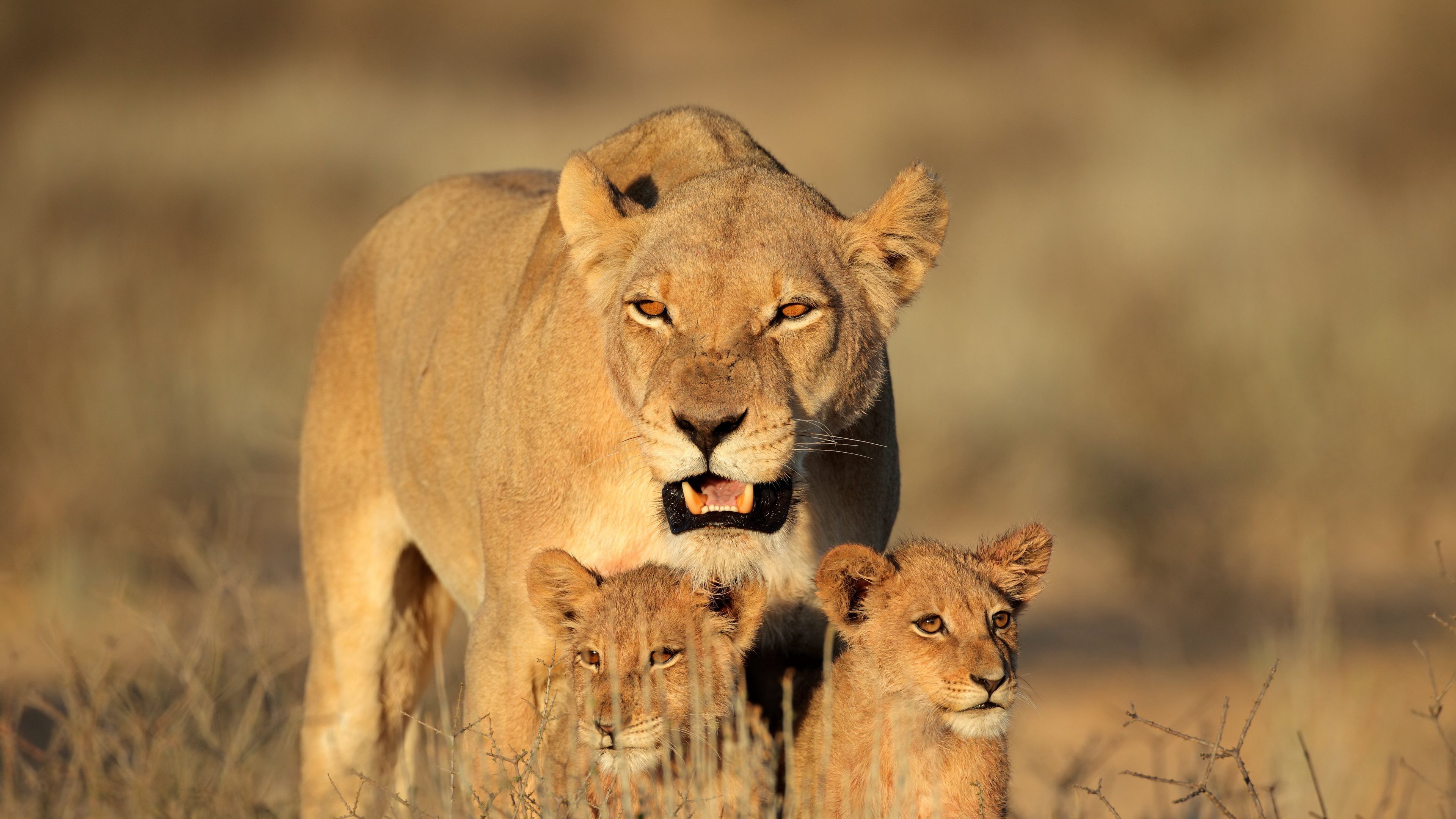 Download wallpapers 3840x2160 lion, female, lion cubs, family