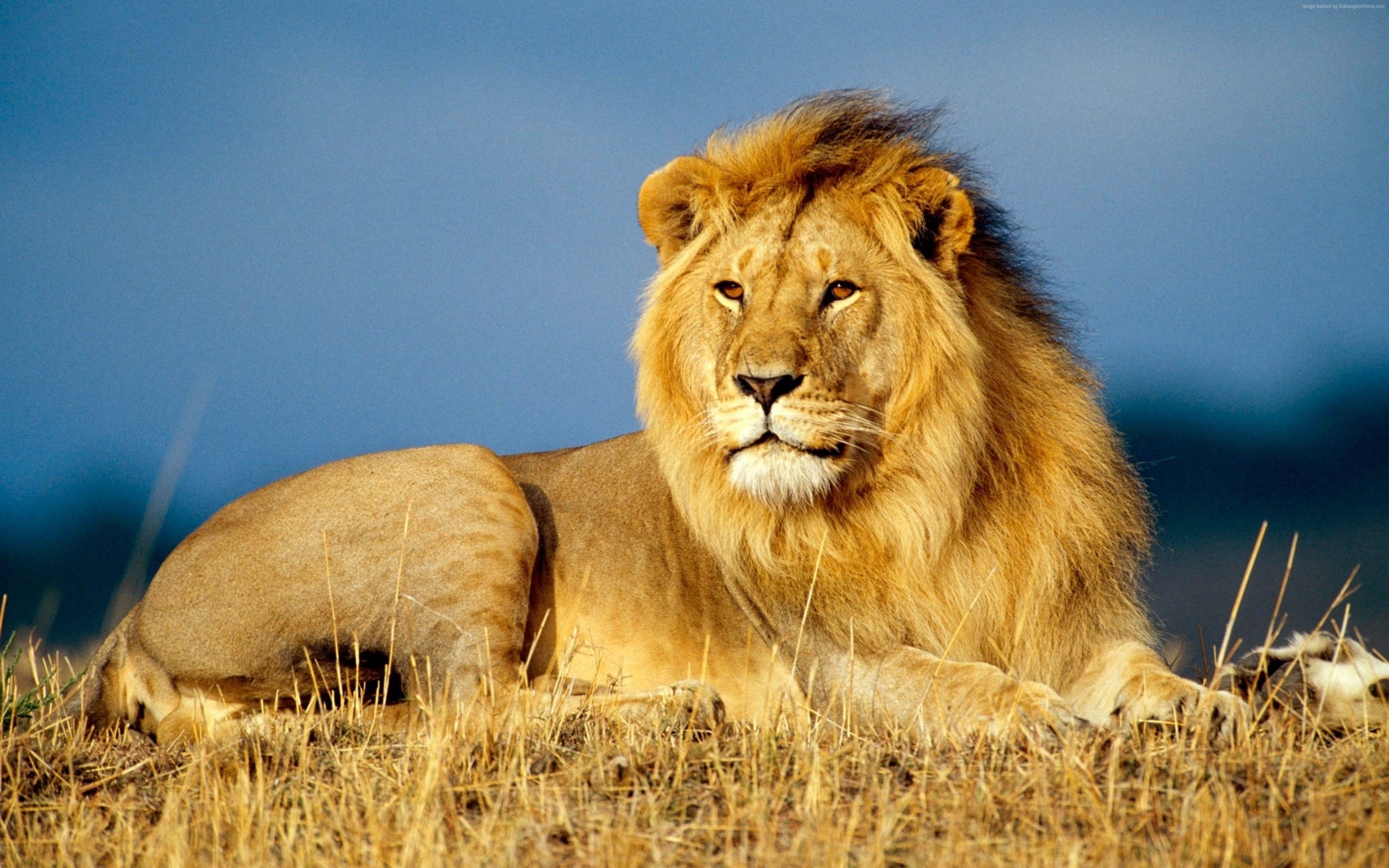 Stock Image lion, savanna, 4k, Stock Image Wallpapers Download
