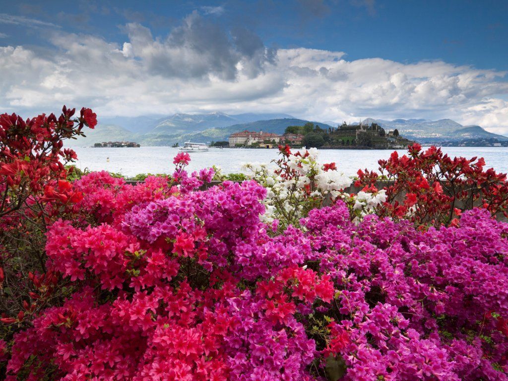 Camellia Flowers, Isola Madre, Lake Maggiore, Italy. Europe