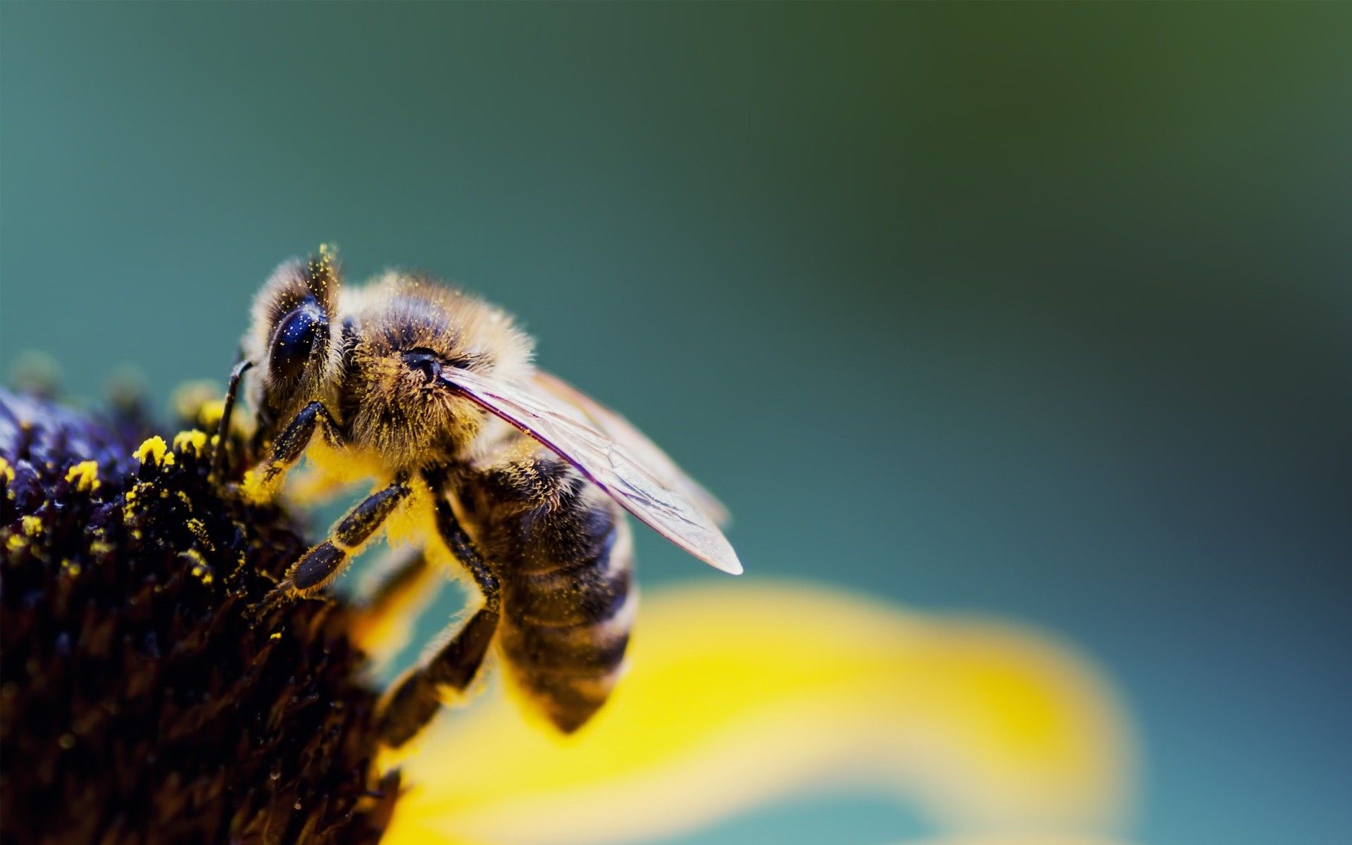 Bee Wallpaper. Bee Wallpaper, Queenbee