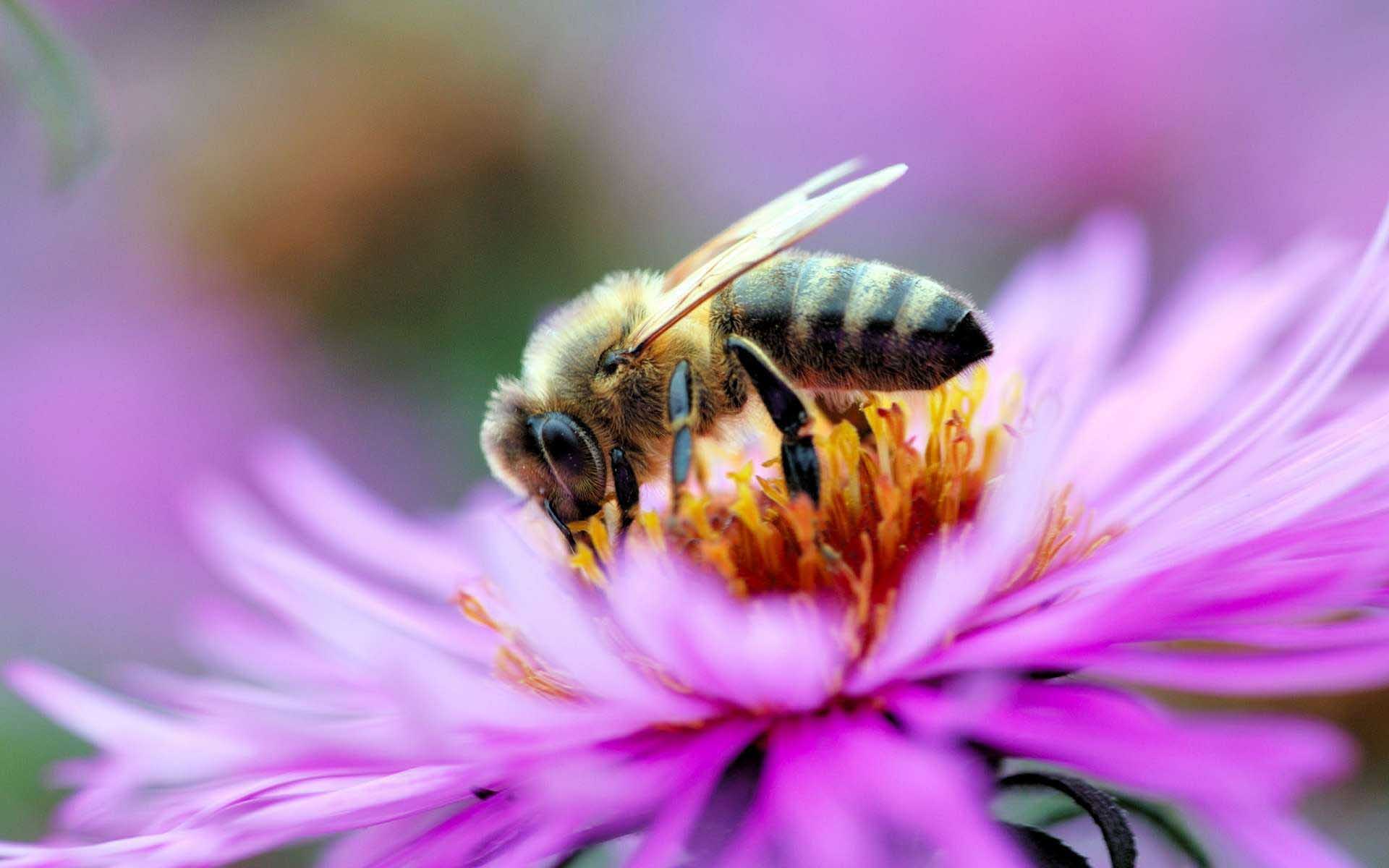 Bee HD wallpaper
