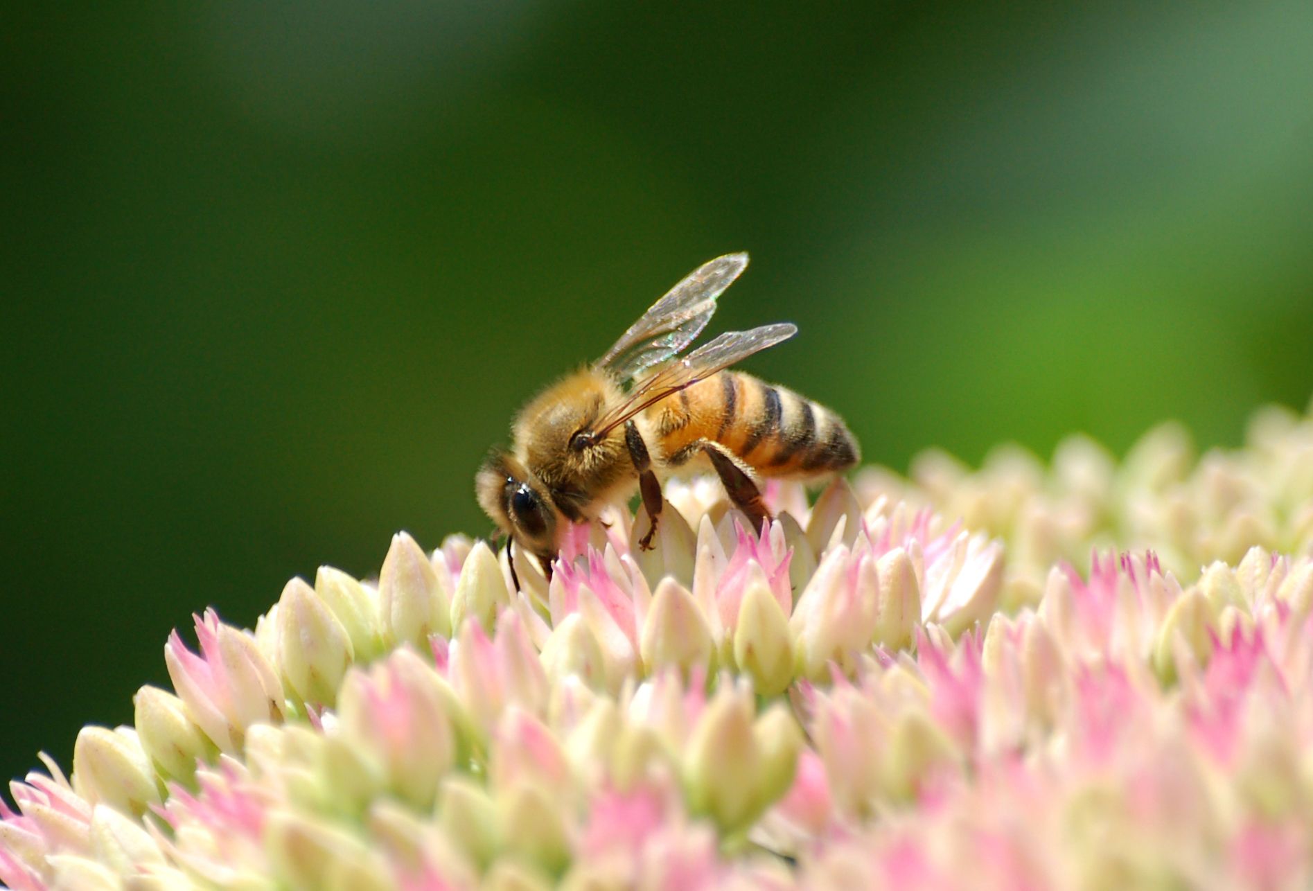 Bee Wallpaper Free Download