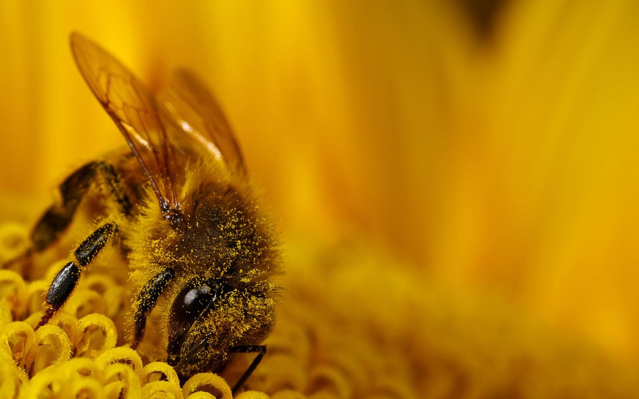 For Your Desktop: 47 Top Quality Bees Wallpaper, BsnSCB