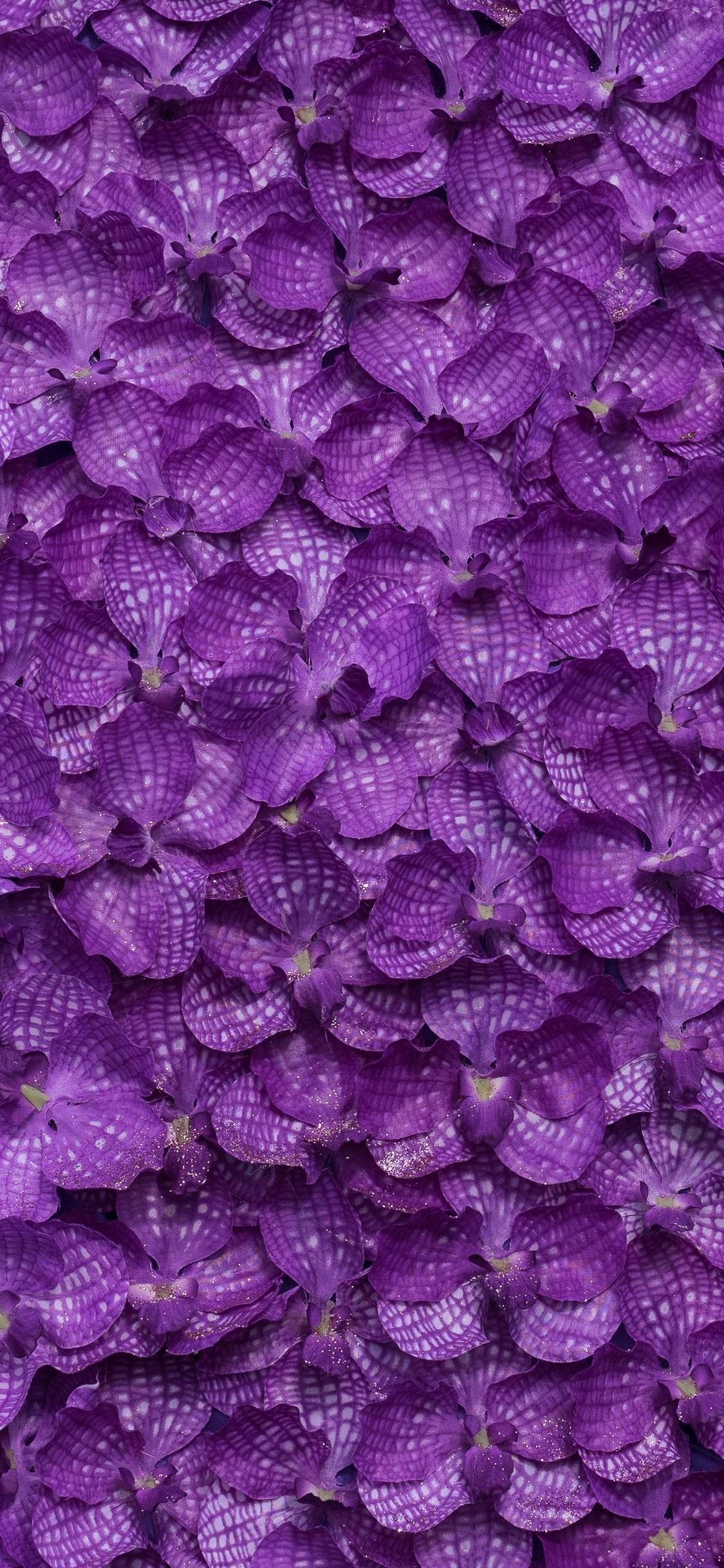 Phalaenopsis, many purple flowers background 1125x2436 iPhone 11