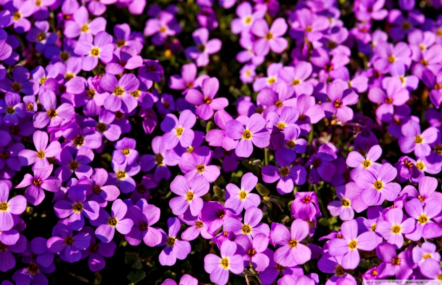 Wallpaper Purple Flowers
