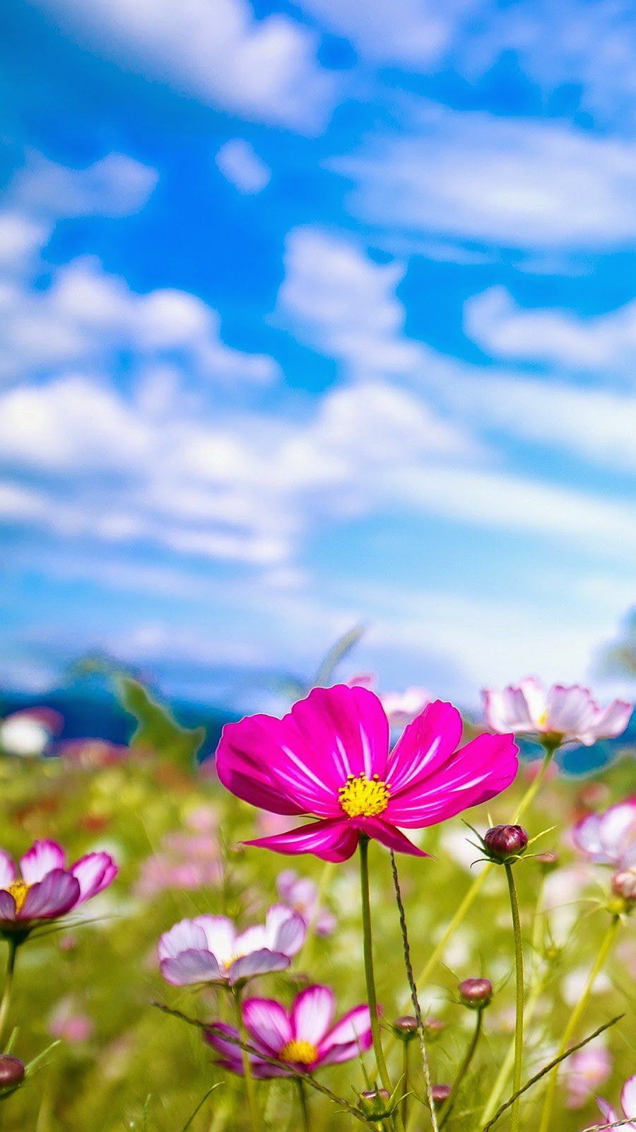 Flower Summer iPhone Wallpaper HD