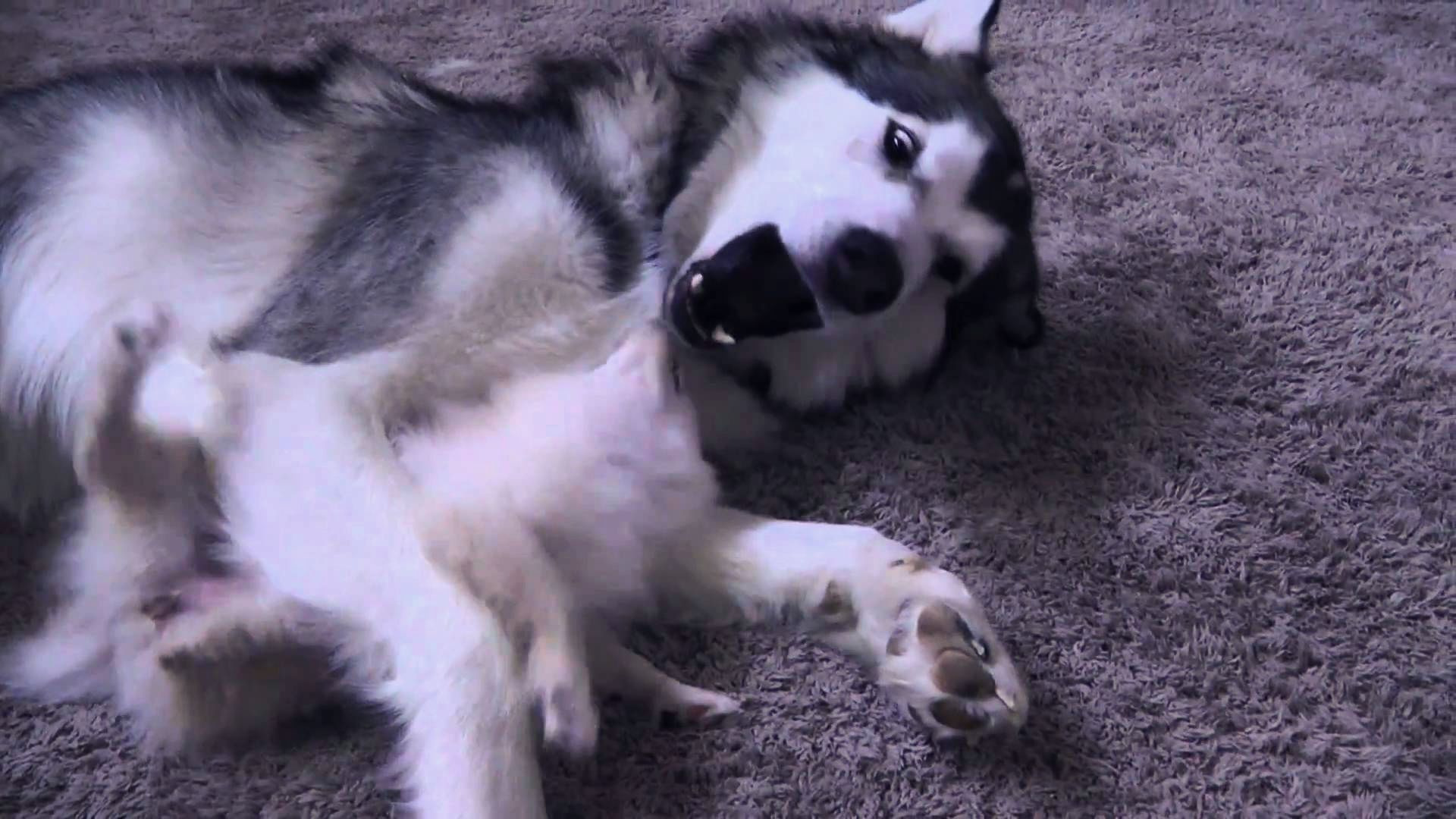 Pomsky Wallpaper Lying on The Carpet