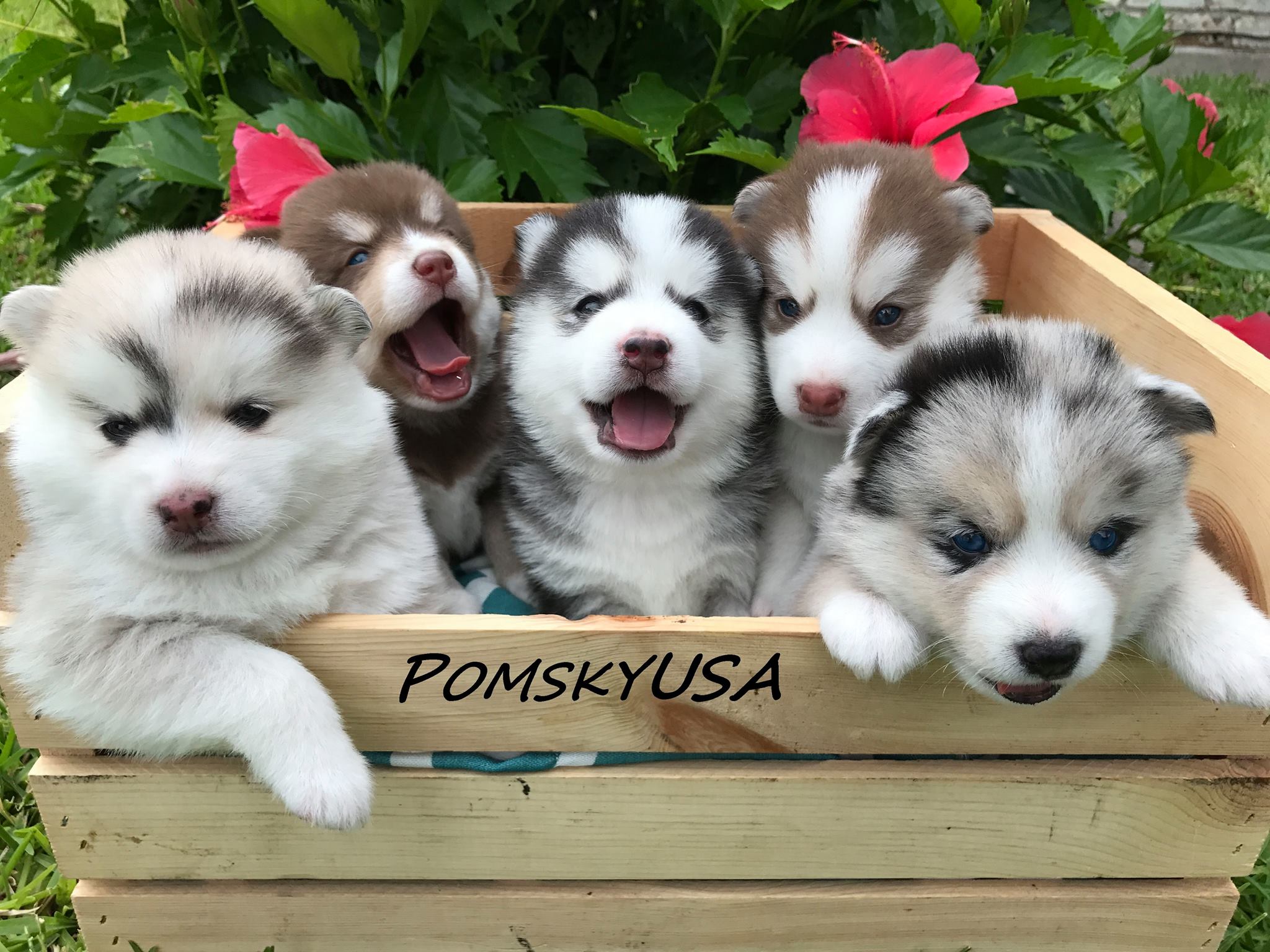 Pomsky Wallpapers - Wallpaper Cave