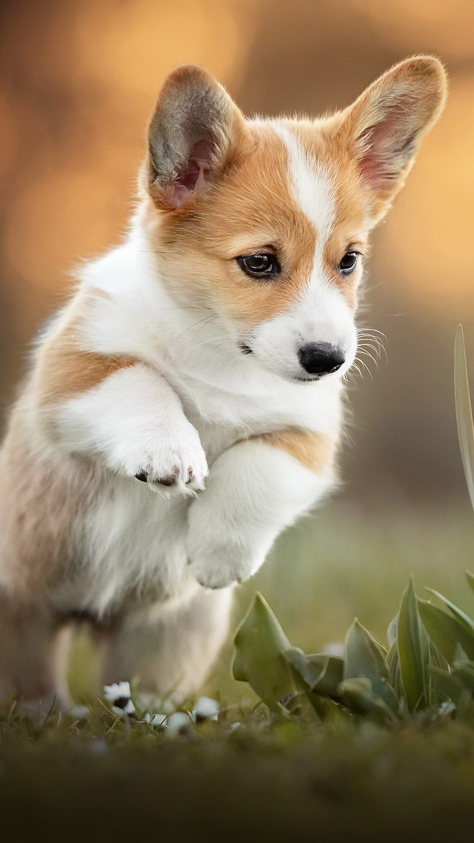 Corgi Puppy Pet Dog 4K Ultra HD Mobile Wallpaper. Corgi puppy, Cute puppy wallpaper, Cute dog wallpaper