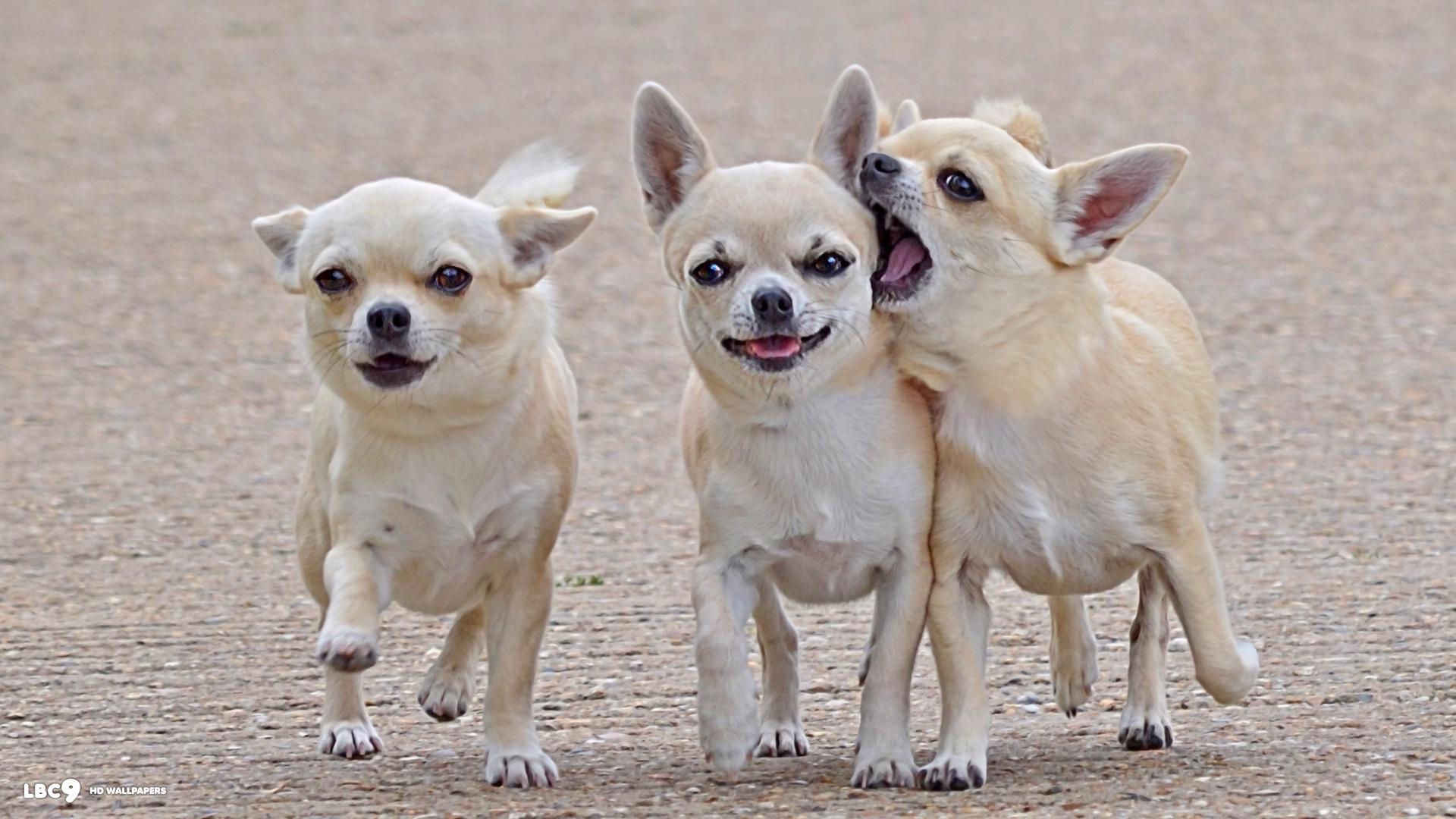 Chihuahua Dogs Wallpaper