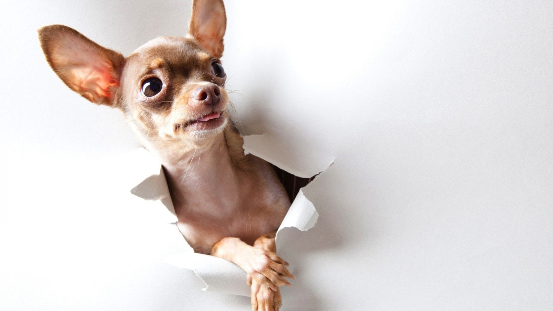 Chihuahua Dogs Wallpaper