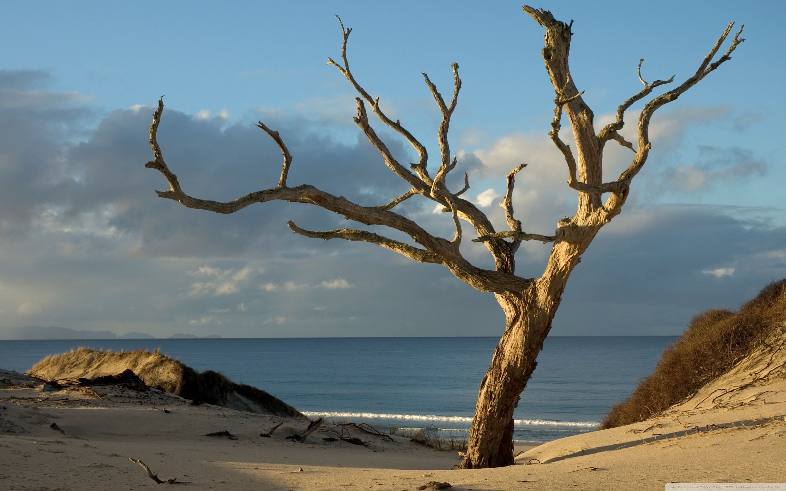 Dry Tree On The Beach Ultra HD Desktop Background Wallpaper for: Tablet