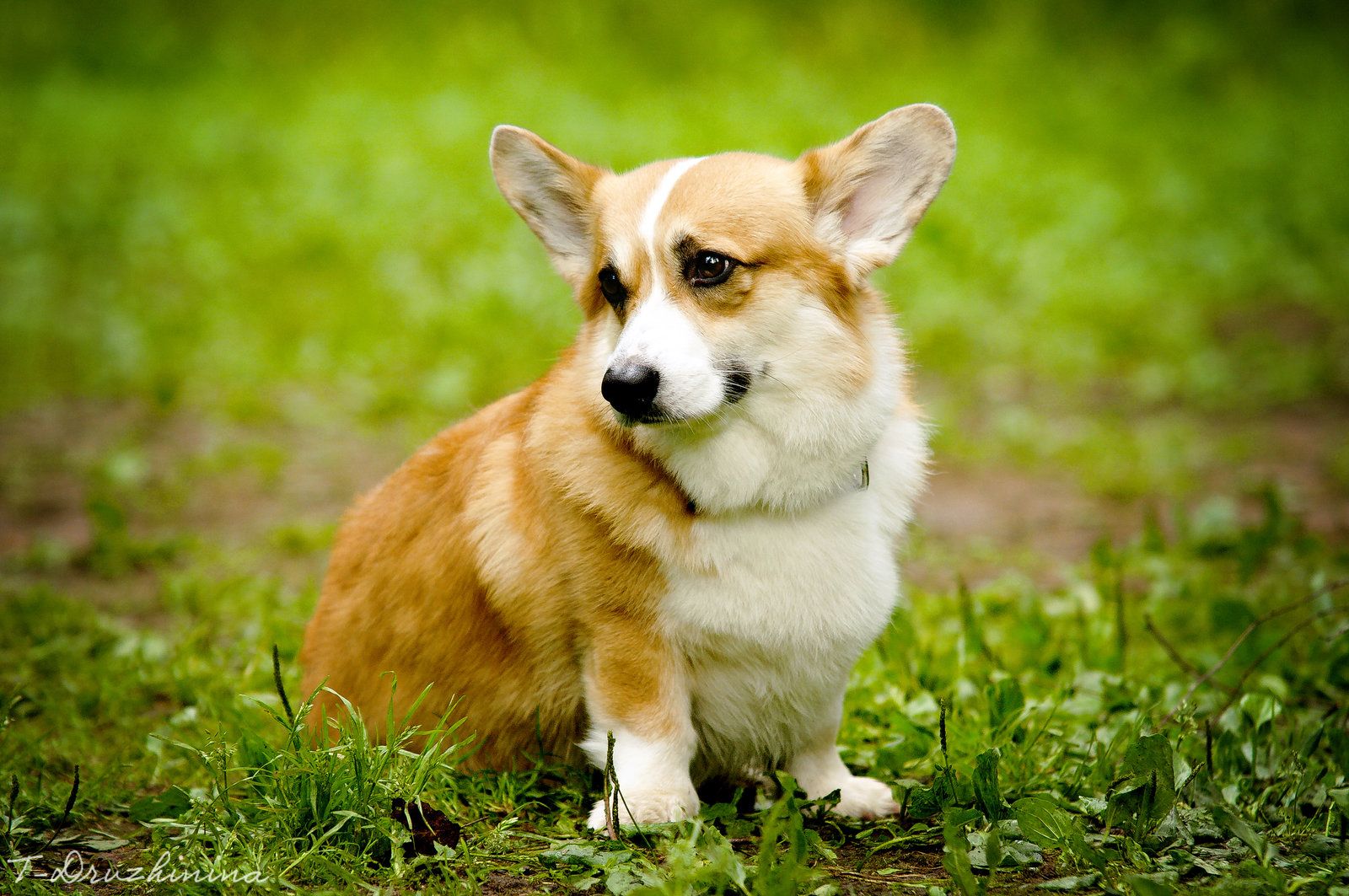 47++ Corgi Wallpaper and Photo In 4K Ultra HD For Download, B
