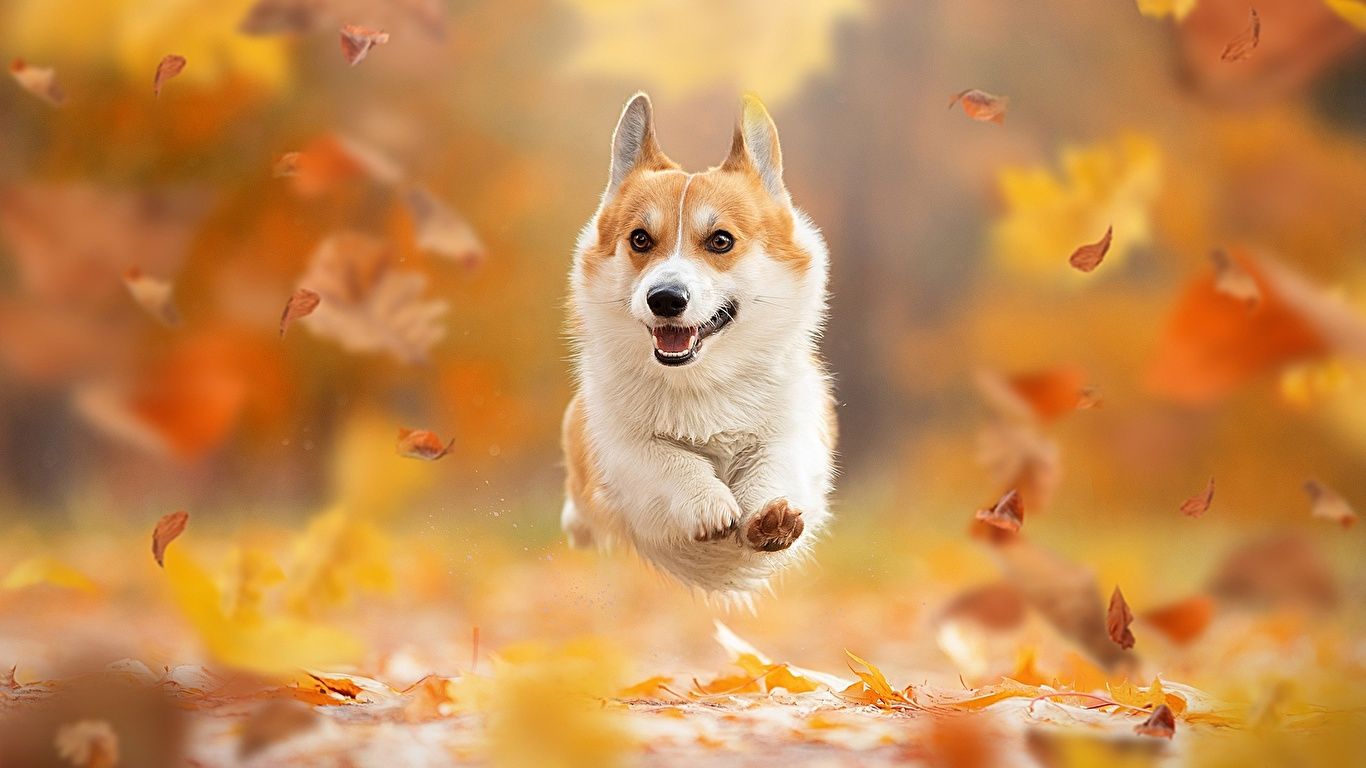 Picture Welsh Corgi dog Foliage Running Bokeh Autumn animal 1366x768