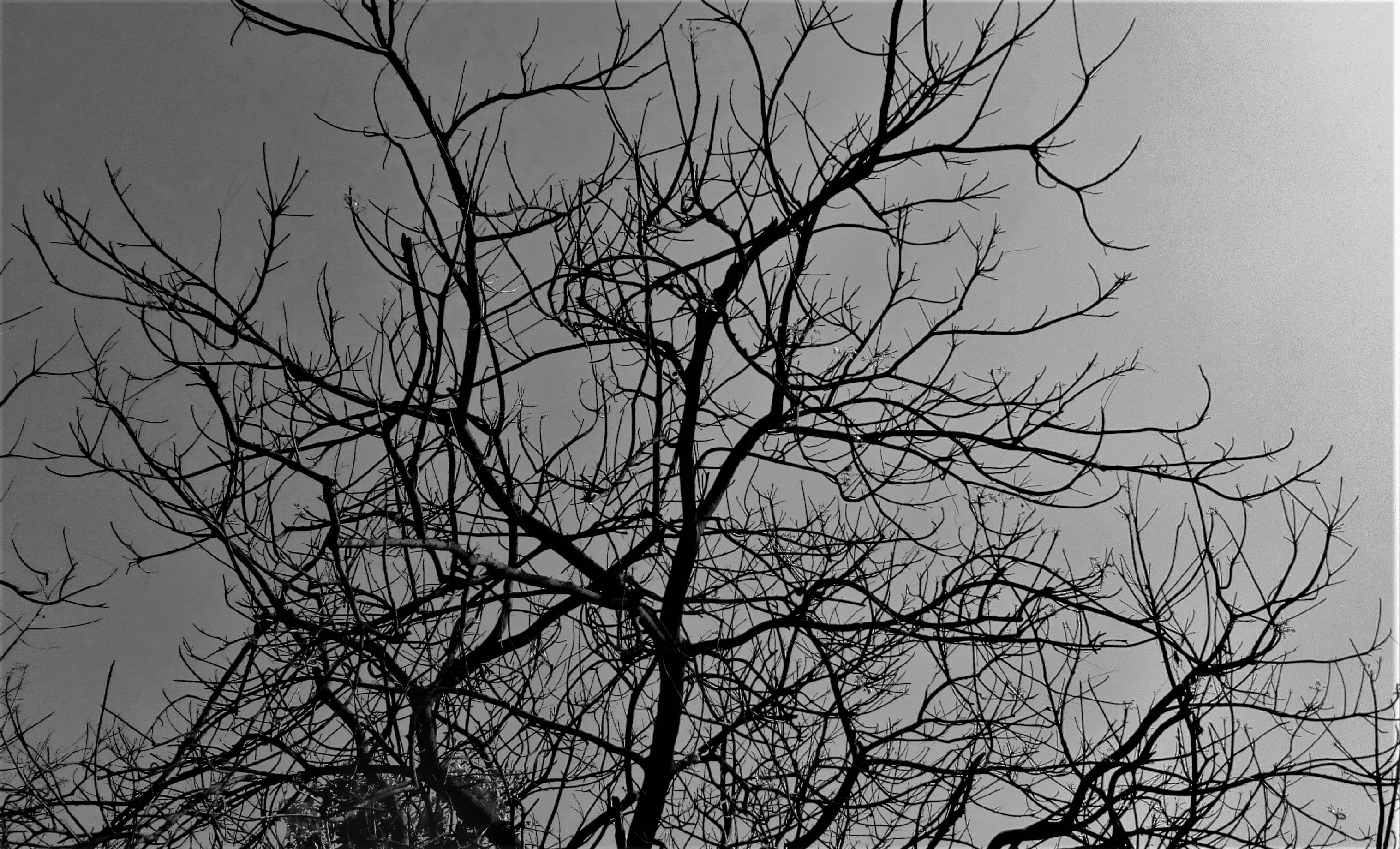 Free of black and white, dry tree, wallpaper